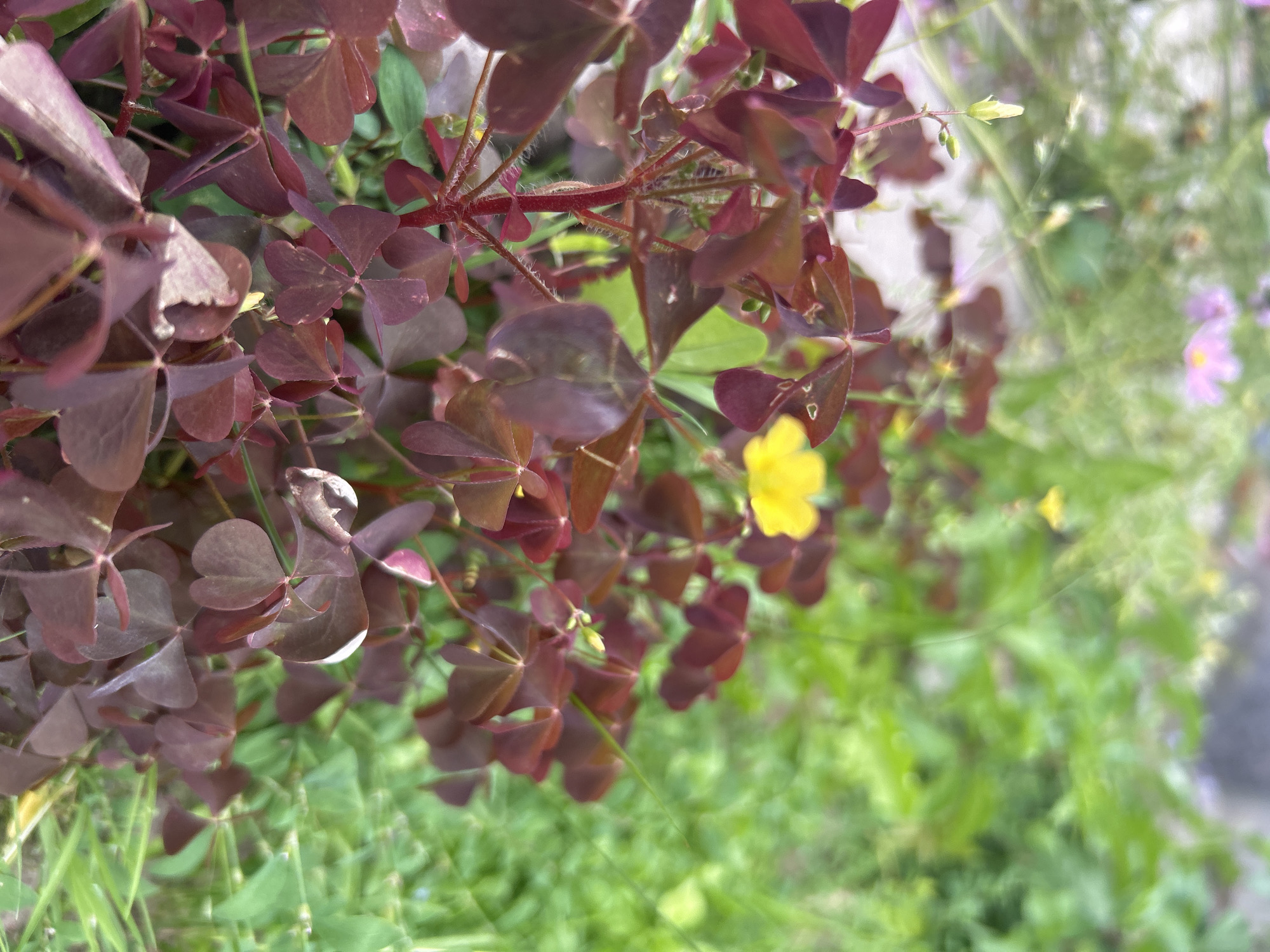 The image is a close-up, vertical shot of a cluster of burgundy-colored, clover-like leaves with a single bright yellow flower in the background. The leaves are detailed and appear somewhat fuzzy due to the focus. A slender green stem with a small white bud is visible on the left side of the frame. The background is a blur of green foliage, with hints of pink flowers and other vegetation. The lighting suggests an outdoor, daytime setting, possibly in a garden or park. No specific location in the city of Kalitsino, Russia, is discernible from the image.