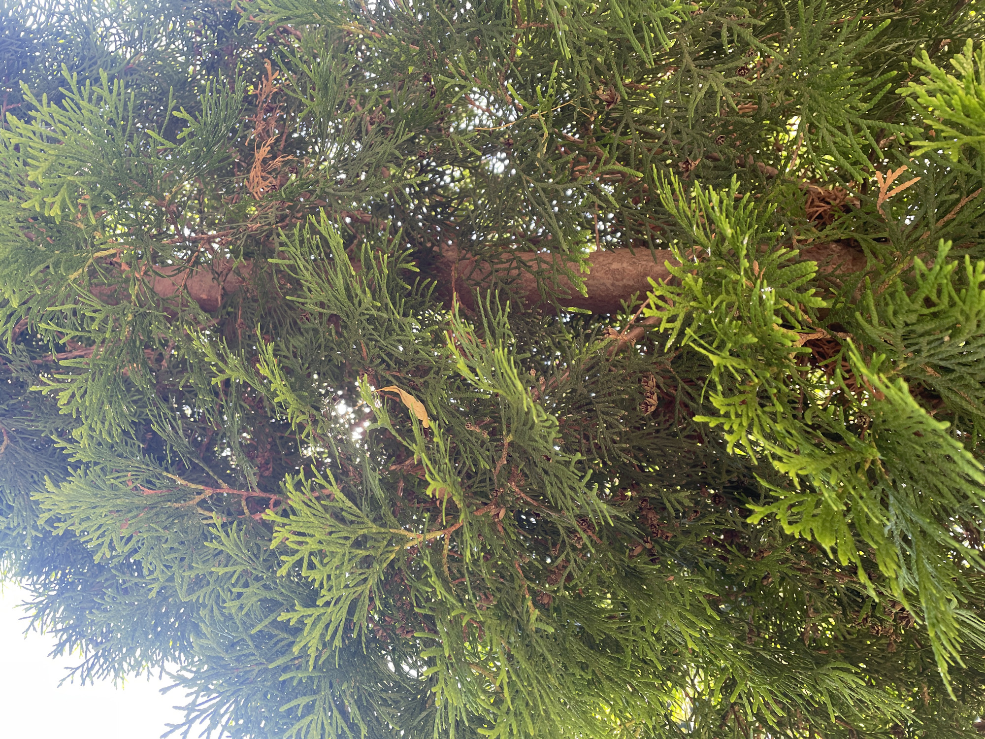 The image shows a close-up view of a cedar tree. The tree has dense, green foliage with some brown, dry needles interspersed. The bark of the trunk is visible in the center of the image and appears to be reddish-brown and textured. Sunlight filters through the branches, creating highlights and shadows within the dense foliage. There are no people, animals, or other objects visible in the frame. The scene is likely outdoors, and given the context, it is located in the city of Sof'ino, Russia.