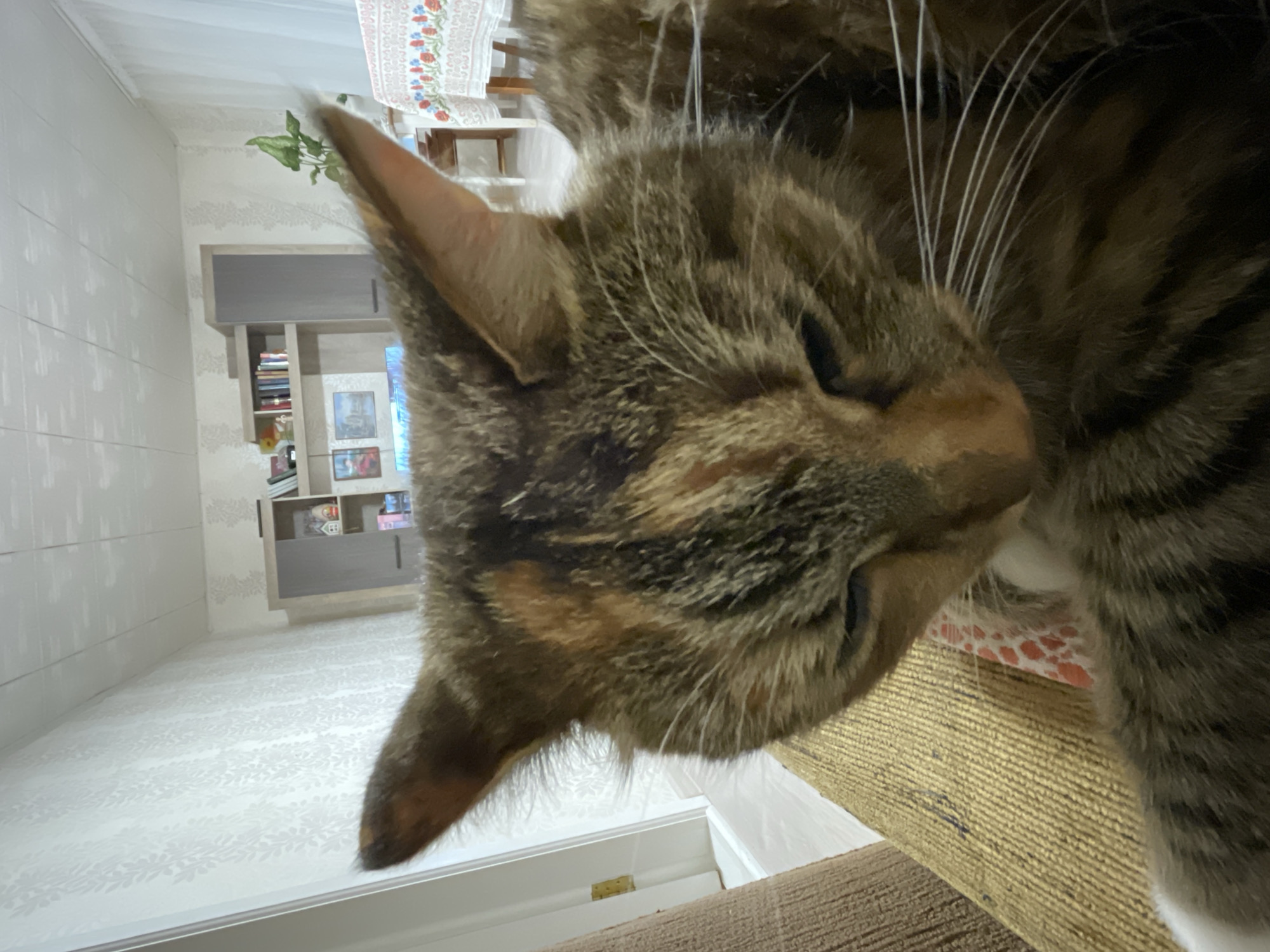 This is a close-up, eye-level shot of a tortoiseshell cat resting on a textured, golden-brown fabric surface, likely a sofa or chair. The cat's face is the primary subject, with its gaze directed downwards and slightly to the left. Its fur exhibits a mosaic of brown, black, and orange patches, with prominent white whiskers fanning out from its muzzle. The background is blurred, revealing a domestic indoor setting that is likely located in the city of Дресвяново, Russia. Visible in the background is a wall with light-colored wallpaper featuring a subtle pattern, a ceiling with visible panels, and furniture including shelves with books and decorative items. To the right, a portion of a table covered with a patterned tablecloth is visible, along with a plant. The overall scene suggests a relaxed, indoor moment captured in a residential environment in Дресвяново, Russia.