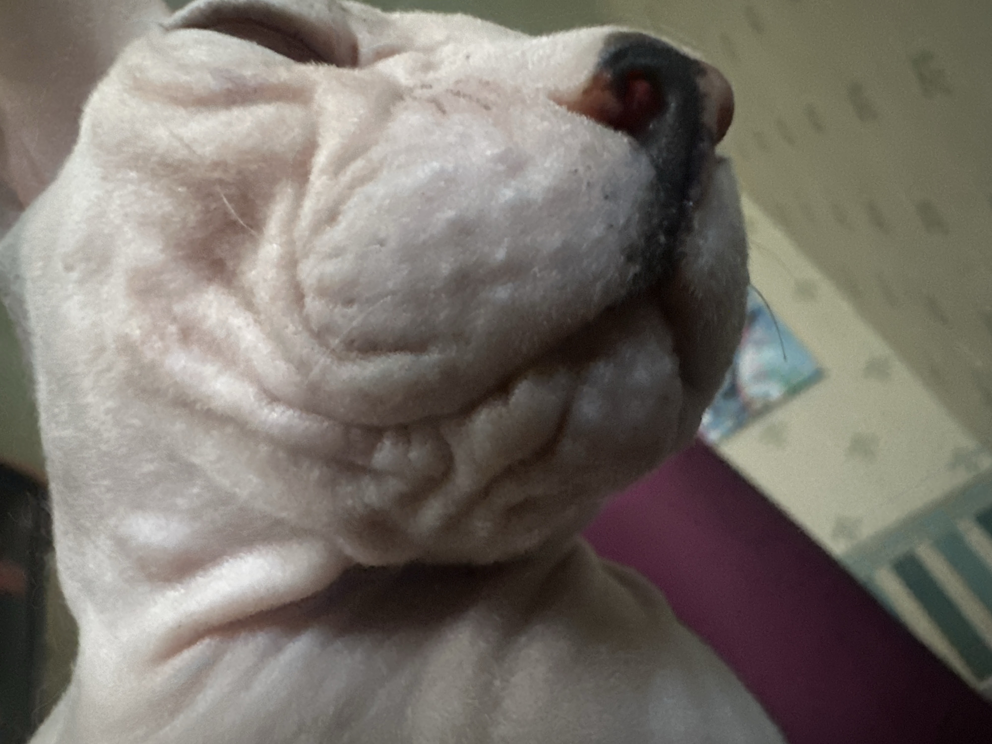 The image is a close-up, low-angle shot of a hairless cat's head. The cat's skin is wrinkled, and its nose is dark. The background consists of a wall with a faint pattern and a purple surface. No specific location in Togliatti, Russia, can be determined from the image.