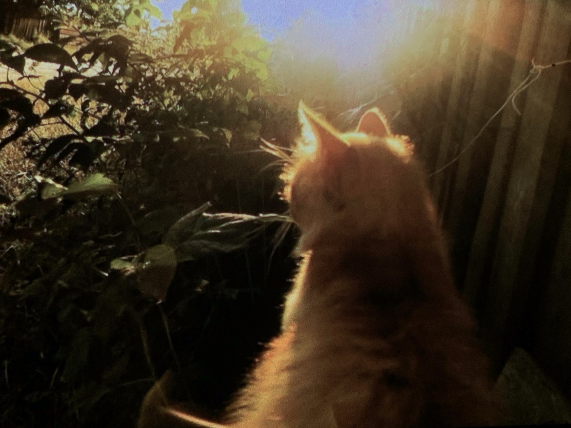 A ginger cat is silhouetted against the bright, golden sun, its fur backlit and appearing almost luminous. The cat is facing away from the camera, looking towards a dense tangle of green foliage on the left and a wooden fence on the right. The sunlight creates lens flare and washes out much of the detail in the background, but the general impression is of an outdoor setting, possibly a garden or yard. The image does not provide any specific information about the city of Nizhny Tagil, Russia, or any inhabitants of that location.
