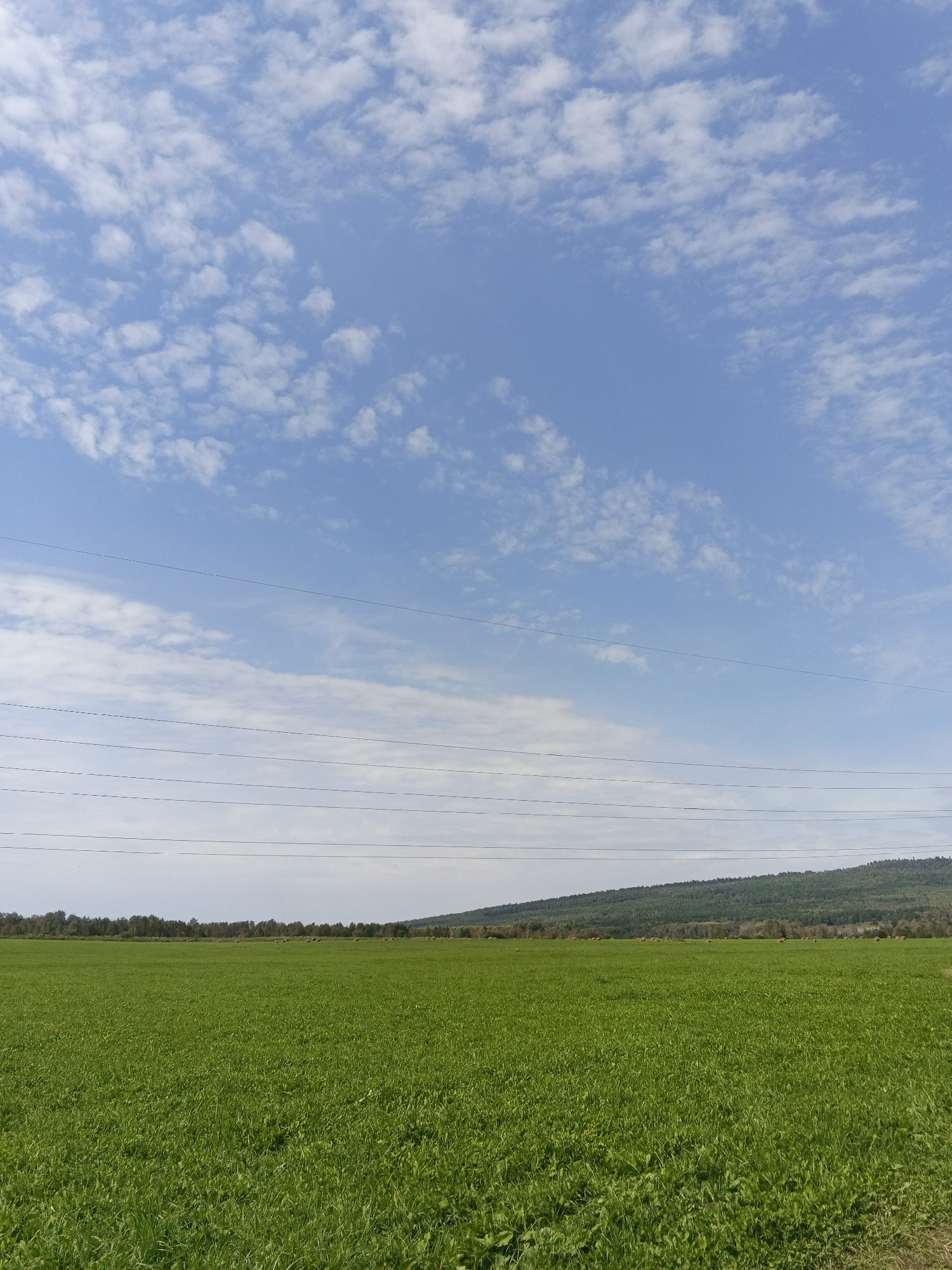 The image depicts a vast, vibrant green field under a bright blue sky dotted with scattered white clouds. In the distance, a line of trees forms a dark green horizon, with a gently sloping, tree-covered hill rising behind it. Several horizontal power lines traverse the upper portion of the image, creating a geometric contrast with the natural landscape. The field itself appears to be a cultivated crop, possibly a type of grass or low-lying vegetation, with a dense and uniform texture. The overall scene suggests an open, rural environment, likely in the countryside surrounding Urtiushka, Russia. There are no people or animals visible in the frame, and no discernible actions or interactions taking place. The lighting indicates daytime, with the sun likely high in the sky, illuminating the scene evenly.