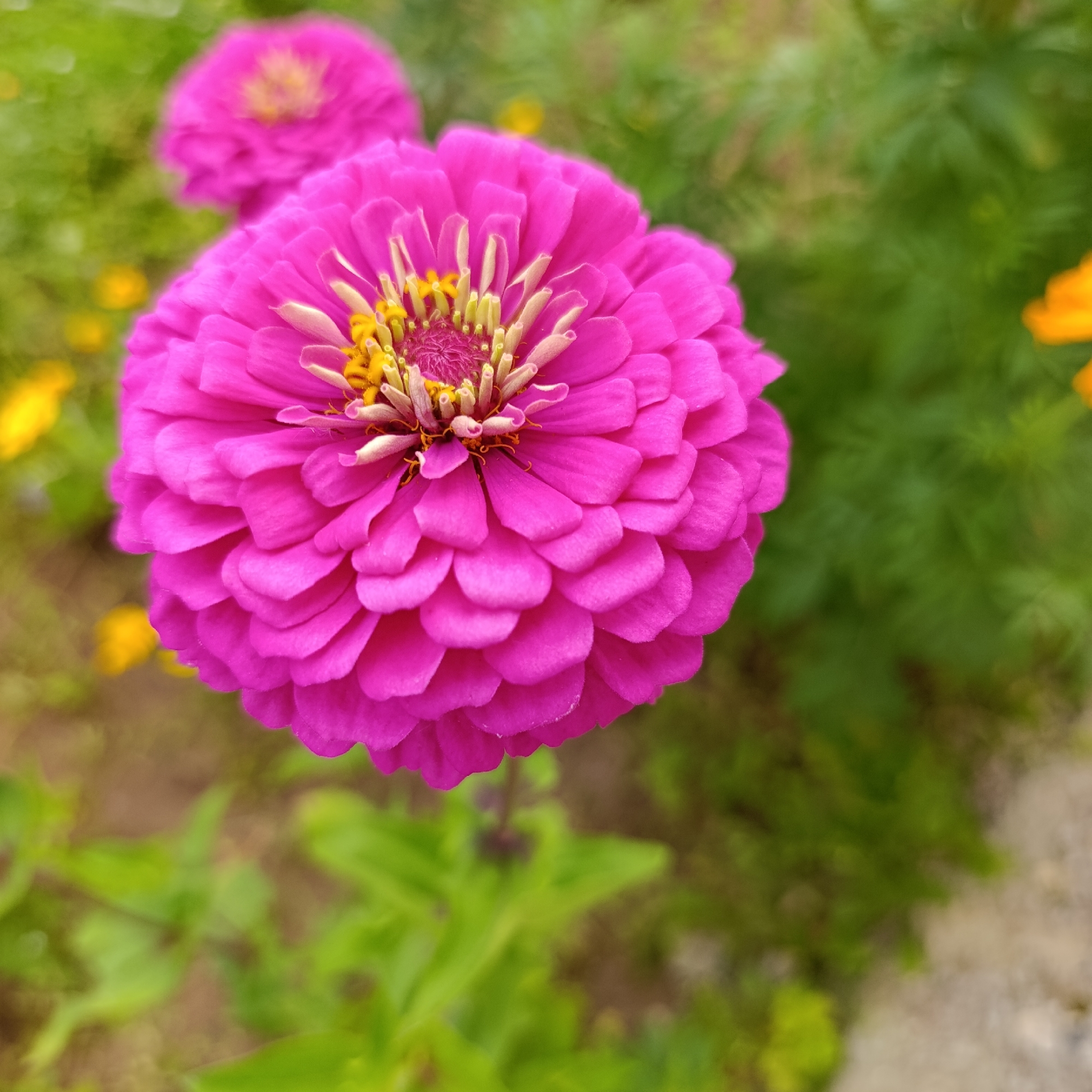 A close-up, slightly low-angle shot of a bright pink zinnia flower dominates the foreground. The flower is in full bloom with numerous densely layered petals. At the center of the bloom, yellow stamens are visible. The background is softly blurred, showing green foliage and hints of yellow flowers. Another blurred pink zinnia is visible in the upper left of the image. The scene is outdoors, likely in a garden setting. There are no people or animals present in the image. The image does not provide information to determine its location within Dubovaya, Russia.