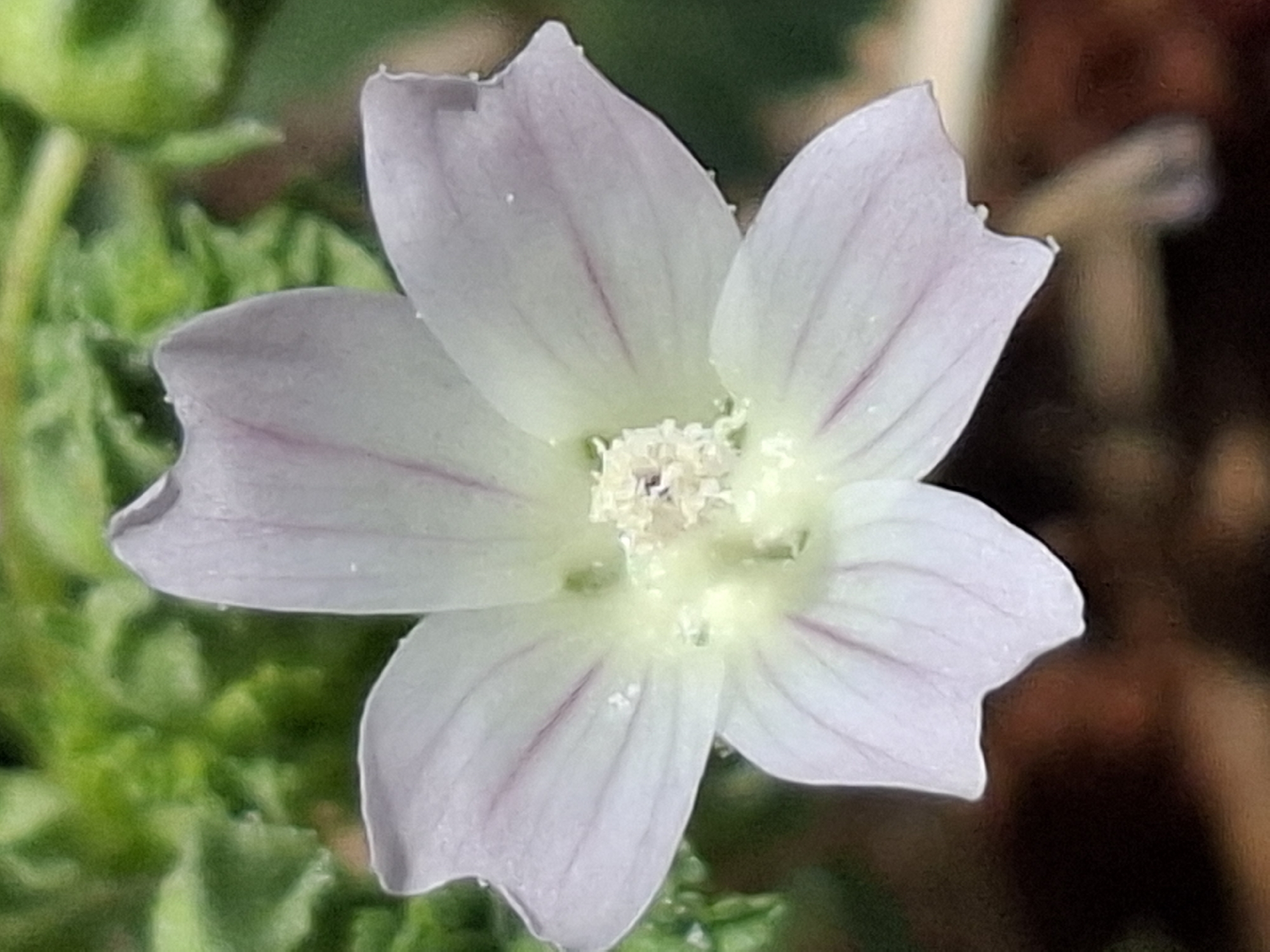 A close-up, eye-level, outdoor shot shows a pale purple flower with delicate pink veins on its petals and a fuzzy yellow center. The flower is in focus, with a blurred green background of leaves and a dark brown foreground of what appears to be soil or mulch. The lighting suggests it is daytime, possibly overcast given the soft shadows. No people or discernible city landmarks are visible, indicating this is a natural or garden setting rather than a specific urban location within Almaty, Kazakhstan.