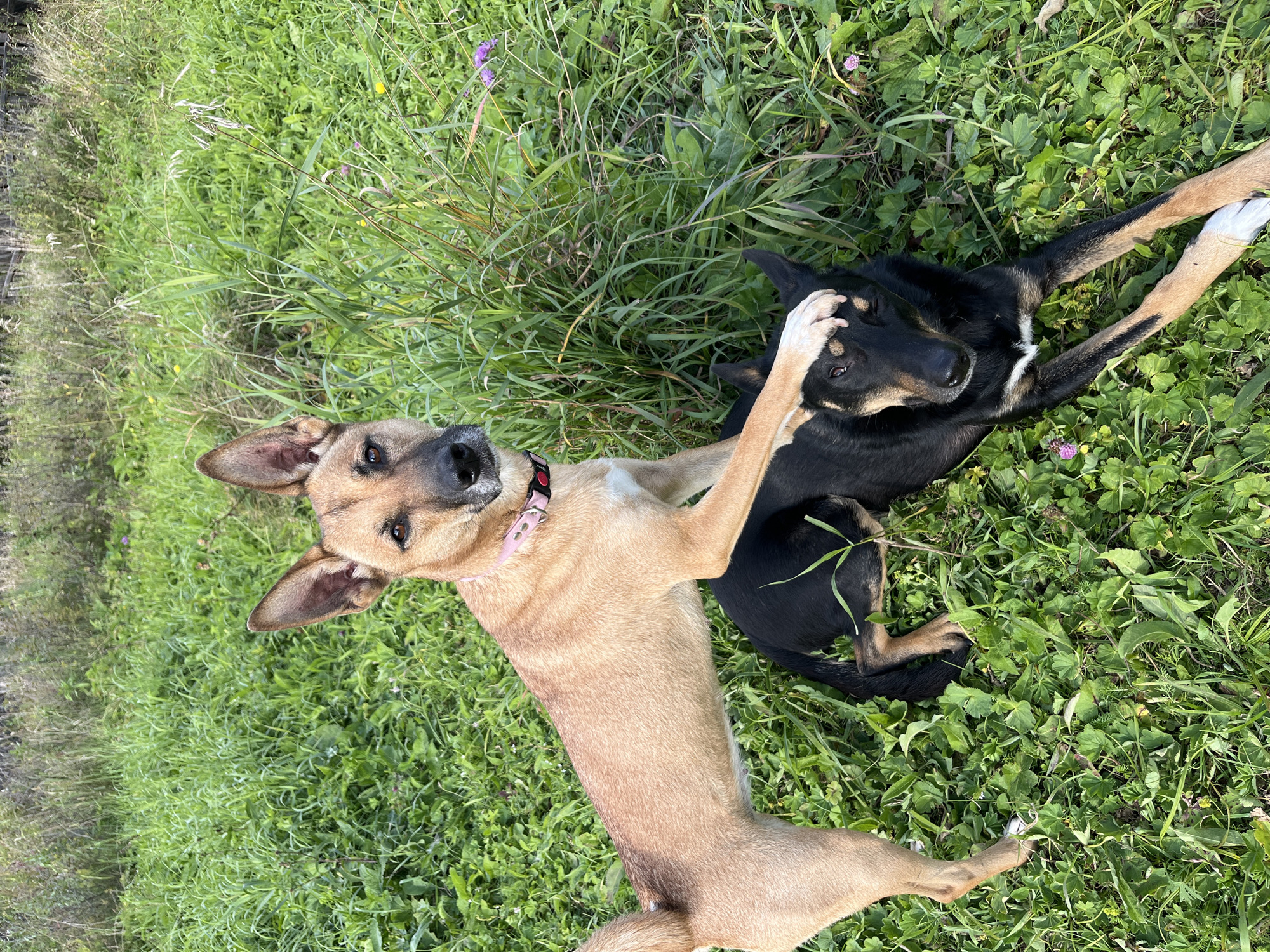 Two dogs are in a grassy field. One dog, a tan German Shepherd mix, stands over a black and tan dog that is lying down. The tan dog has its paw on the head of the black dog. The black dog is looking up at the tan dog. The field is green and there are some small purple flowers. The background is a blur of green and brown, with some trees visible in the distance. The image was taken in Nizhny Tagil, Russia.