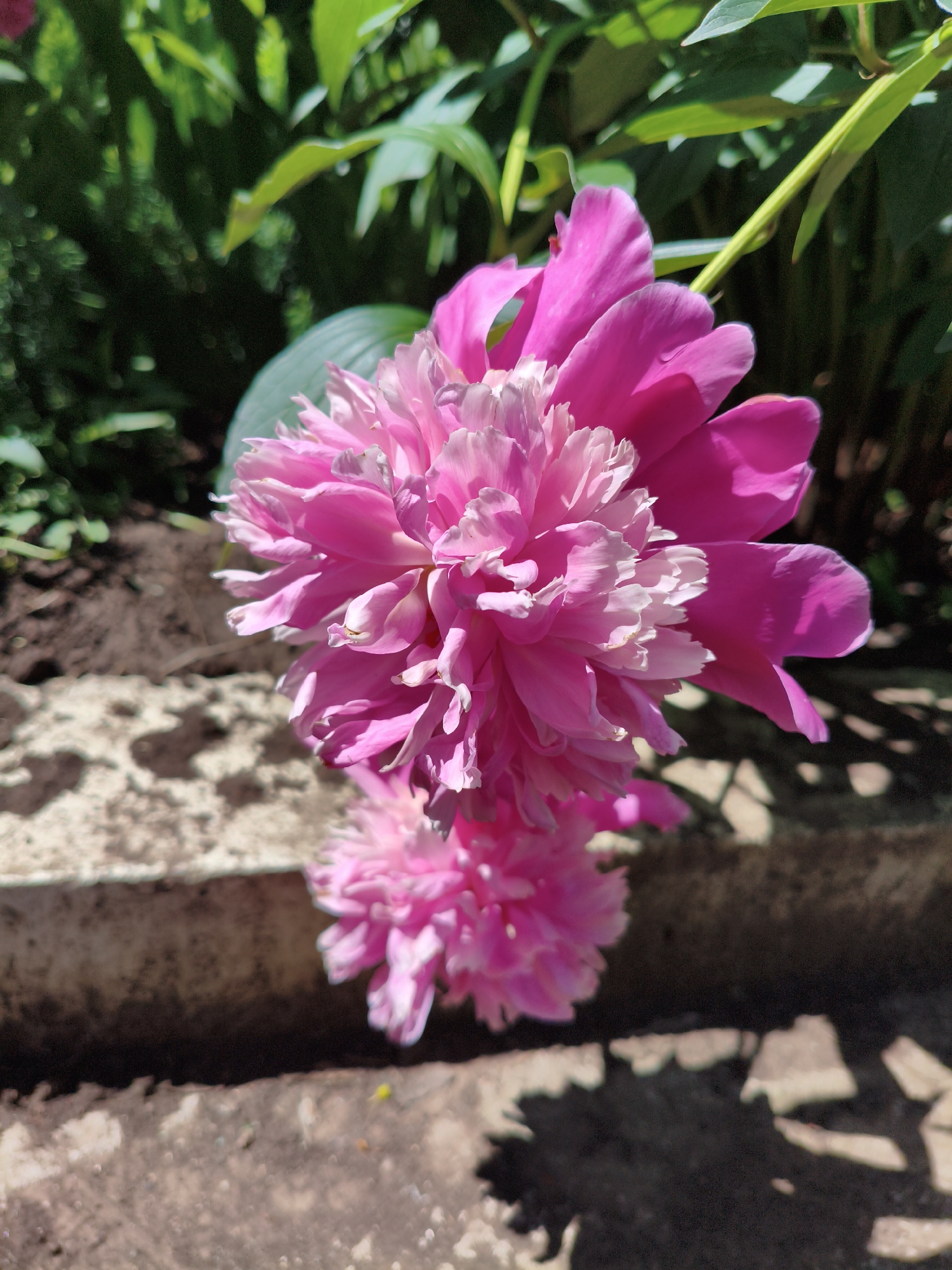 A close-up, vertical shot focuses on two vibrant pink peony flowers blooming in an outdoor garden. The main flower, larger and in sharper focus, displays multiple layers of ruffled petals with a gradient from deep pink at the outer edges to a lighter, almost white shade at the center. A second, smaller peony bloom is visible below and slightly out of focus. The background is a blur of lush green foliage, indicative of a garden setting. A textured, light-colored stone border runs horizontally across the mid-ground, with dark soil visible behind it and dappled shadows on the ground in the foreground. The overall impression is one of natural beauty and vibrant color on a sunny day. This image was taken in the city of Orenburg, Russia.