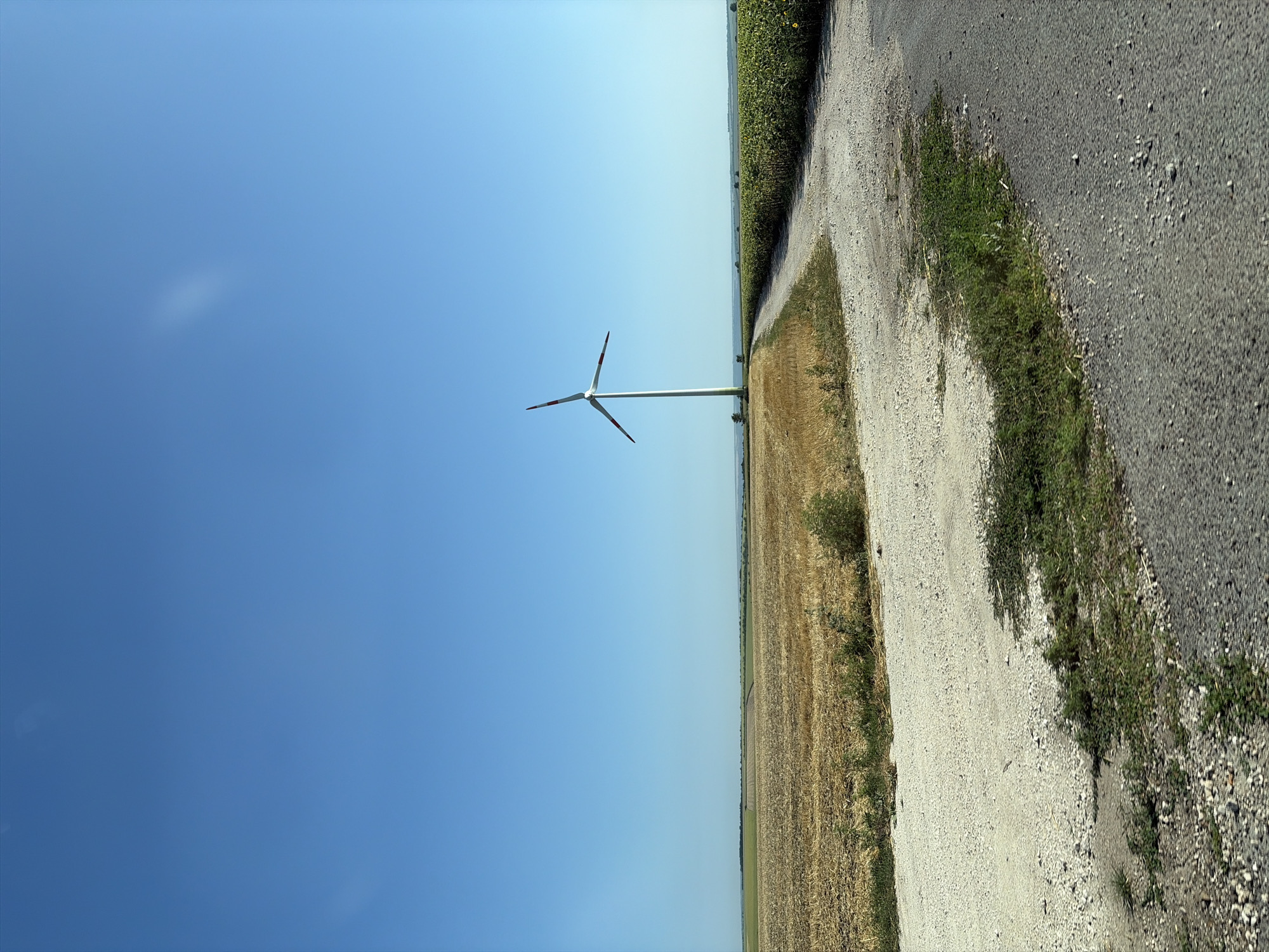 The image depicts a rural landscape under a clear blue sky. A prominent wind turbine stands tall in the middle ground, its white tower and blades silhouetted against the sky. The turbine is situated on a field of dry, golden stubble, likely harvested agricultural land. A dirt road curves through the foreground, separating the stubble field from a verdant crop field on the right side of the image. The crop field appears to be tall plants, possibly sunflowers, with a few yellow blooms visible. In the far distance, a flat horizon is marked by a thin line of trees and rolling hills. The overall impression is one of an open, agricultural area bathed in daylight. The image does not contain any people, animals, or man-made structures other than the wind turbine and the dirt road. The location is identified as Oxentea, Moldova.