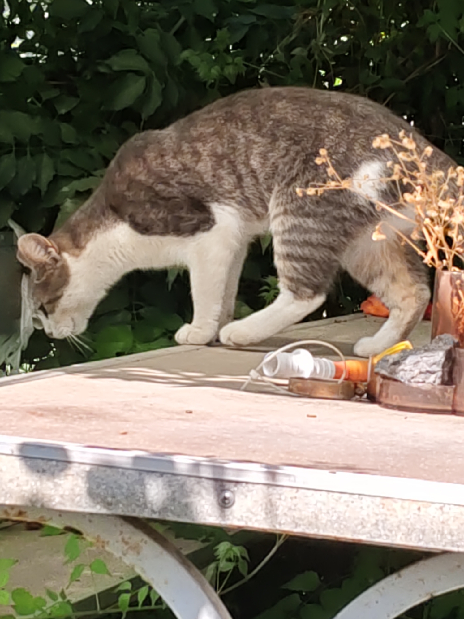 A tabby and white cat is sniffing something on a table outdoors, with green foliage in the background. The table is likely metal, with a reddish-brown surface. Some items are on the table near the cat, including what appears to be a coil of plastic tubing and a piece of dark rock. The scene is set in Rostov-on-Don, Russia.