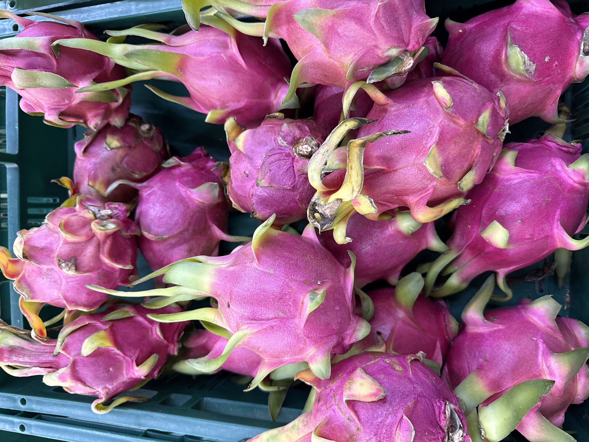 A close-up, high-angle shot displays a green plastic crate filled with a heap of dragon fruits, also known as pitahaya. The fruits are predominantly pink with green leaf-like scales protruding from their exterior. Some scales have yellow or brown edges. The dragon fruits are tightly packed within the crate, partially obscuring the crate's structure. The image likely originates from Bangkok, Thailand, given the common availability of these fruits in Southeast Asia.