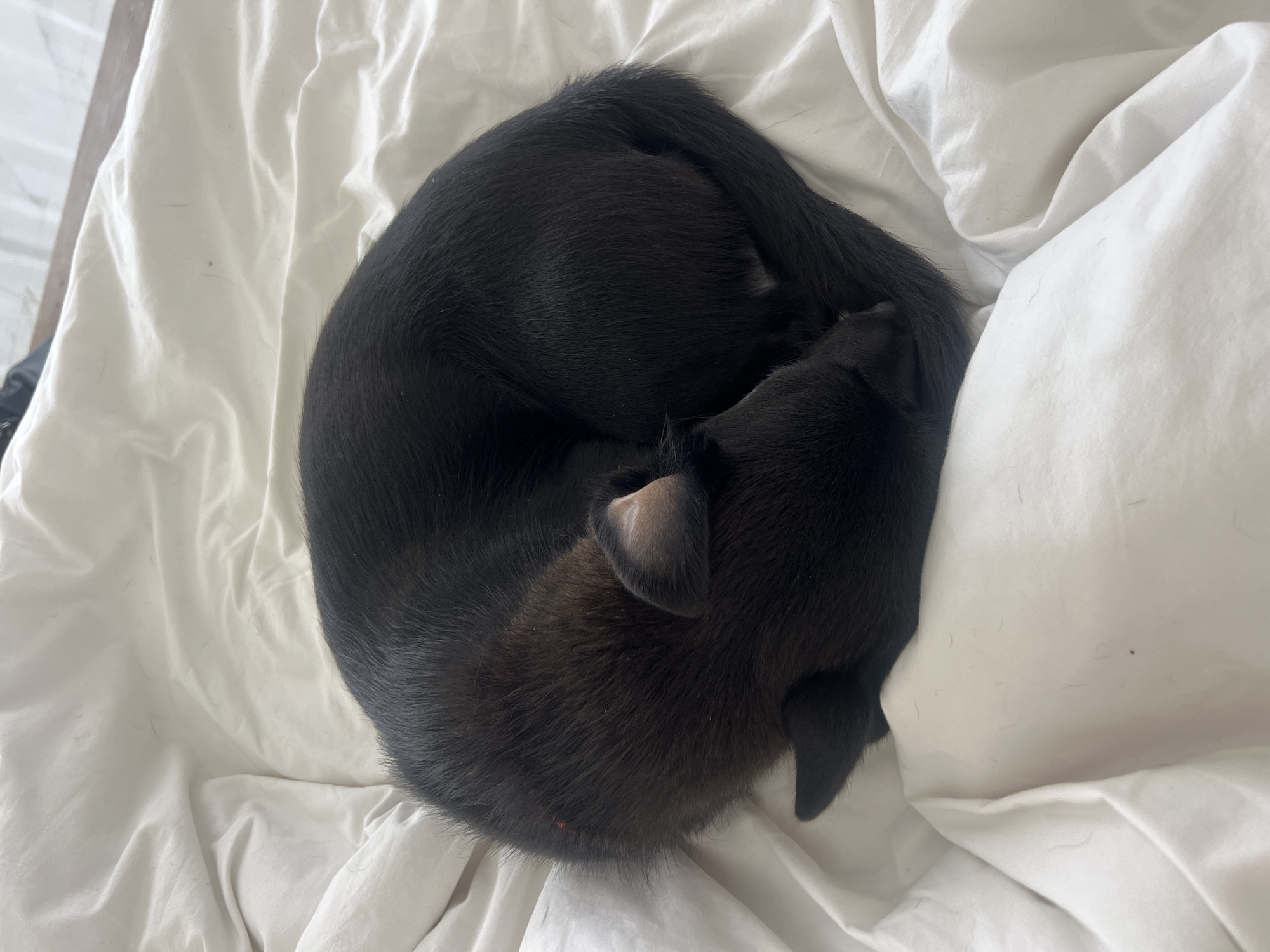A small, dark-furred animal is sleeping or resting, curled tightly into a ball on white bedding. The animal's fur is uniformly black and appears short and soft. Its body is positioned in a spiral, with its head tucked in, visible only as a faint outline and one partially visible ear. The inside of the visible ear is a lighter, fleshy pink or beige color. A segment of its black tail is also visible, wrapping around its body. The animal occupies the center-left portion of the frame.
The bedding is white, likely a sheet or blanket, and is visibly wrinkled, suggesting it's soft and well-used. Scattered across the white fabric are several fine, dark hairs, consistent with the animal's fur. In one area, near the animal's body, a tiny red dot is faintly visible on its fur. Another small, dark speck is visible on the white sheet further away from the animal. The scene conveys a sense of peaceful slumber and comfort within an indoor setting. There is no visible text in the image.