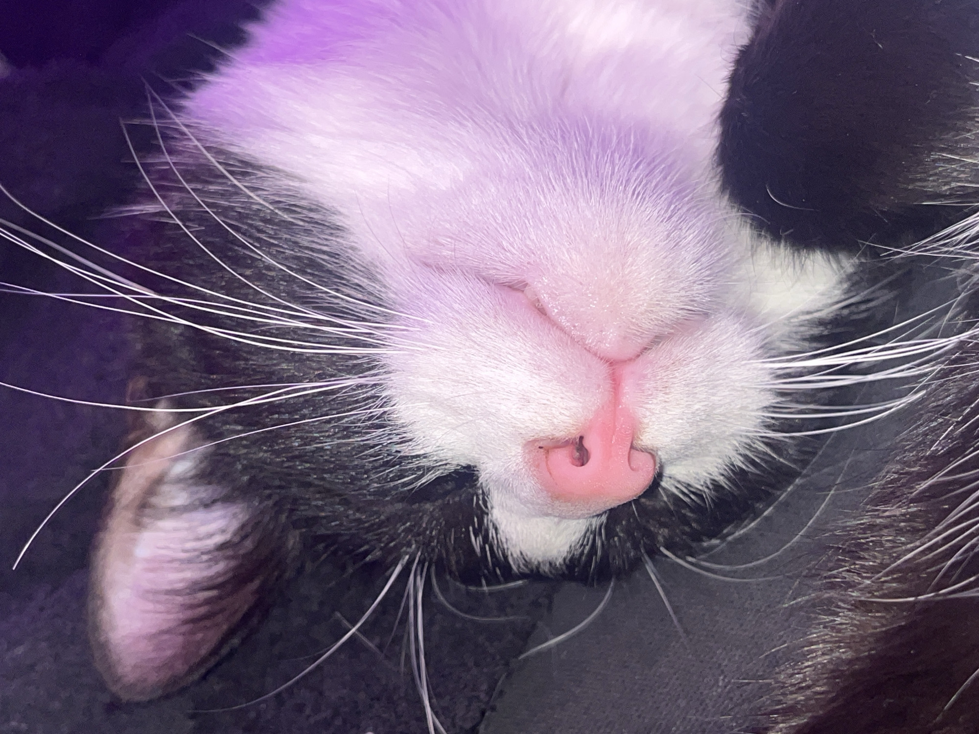 The image presents a close-up, low-angle shot of a sleeping black and white cat. The cat's face is the central subject, with its pink nose, prominent white whiskers, and the white fur on its forehead and cheeks clearly visible. Its eyes are gently closed, indicating a state of deep and peaceful sleep.
A striking feature is the lighting: a bright purple or pink light bathes the white fur on the upper part of the cat's face, creating a soft, luminous glow. The black fur and the dark background, possibly a blanket or fabric, are less intensely lit, providing a strong contrast to the illuminated areas. The texture of the fur is visible, appearing soft and dense.
The scene conveys a sense of tranquility and serenity. There are no other objects or visible text in the frame. The artificial, colored lighting makes the time of day ambiguous. No specific visual cues within the image indicate the location is Lednevo, Russia.