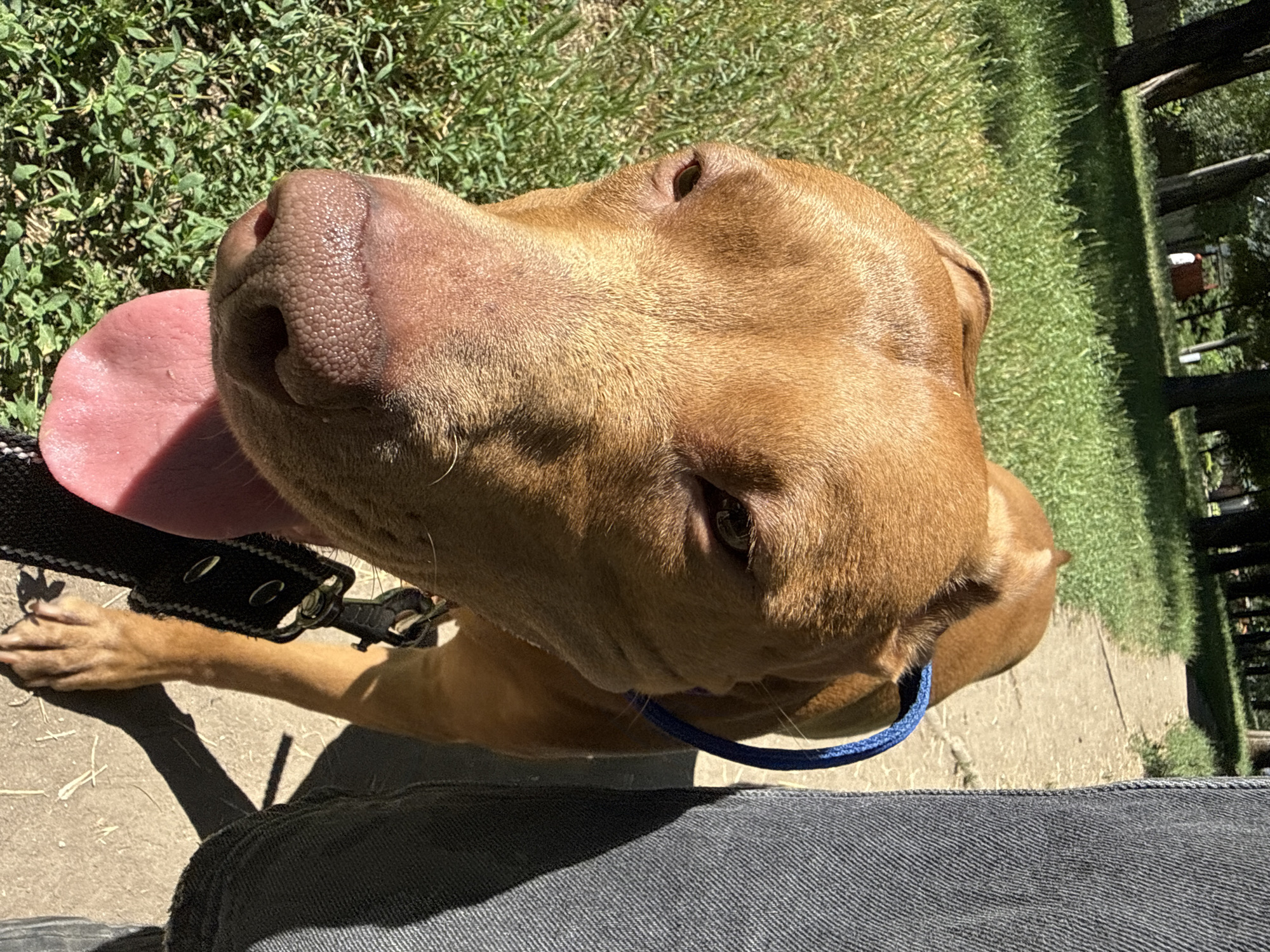 An adult pit bull dog with reddish-brown fur stands on a dirt path. The dog's tongue is out and appears pink. A blue collar is around the dog's neck and a black leash is attached. The dog is walking next to a person's leg, which is clad in dark denim pants. The background consists of green grass and trees, suggesting an outdoor setting, possibly a park or a trail. The lighting indicates it is daytime, with shadows cast by the trees and the dog.