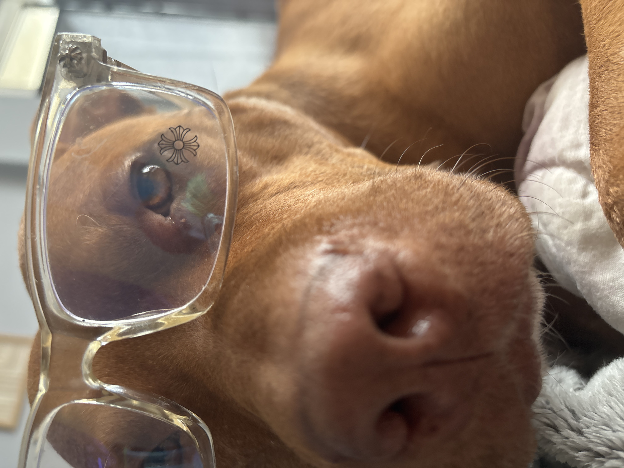 A close-up shot depicts a brown Vizsla dog resting, with its nose and muzzle prominently in focus. Clear-framed glasses are positioned in the foreground, partially obscuring the dog's left eye. The dog is lying on a gray and white textured surface, possibly a blanket or pillow. A white object is visible near the dog's head. The location is not discernible from the image.