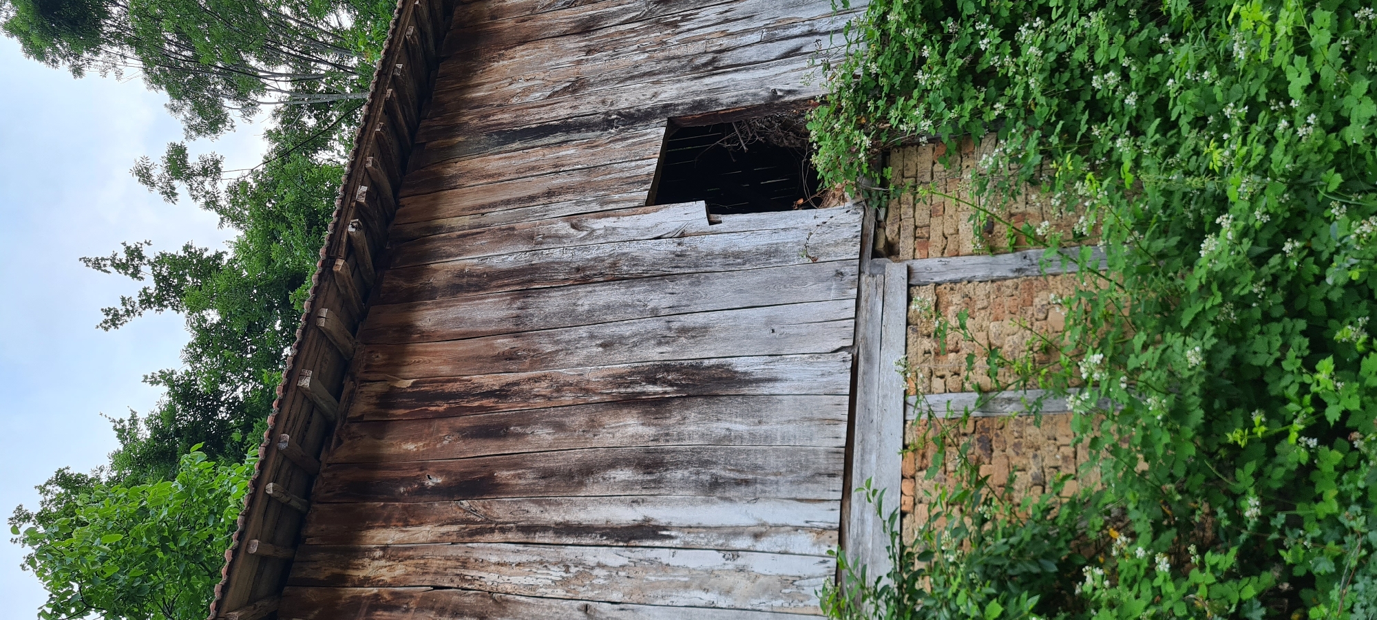 An exterior, low-angle, vertical shot captures a rustic, weathered wooden barn with a section of brickwork foundation, overgrown with lush green vegetation and small white flowers. The barn's wooden siding is aged and split, with visible vertical planks showing a mix of greyed and darker wood tones. A rectangular opening in the wooden wall reveals a dark interior. The roofline is visible at the top, with wooden beams supporting terracotta tiles. Green foliage from trees is prominent behind and above the barn, suggesting a rural or overgrown setting. The lower portion of the structure is made of rough brickwork, partially obscured by dense green brambles. The scene appears to be located in the village of Lopian, Bulgaria, given the context of the request.