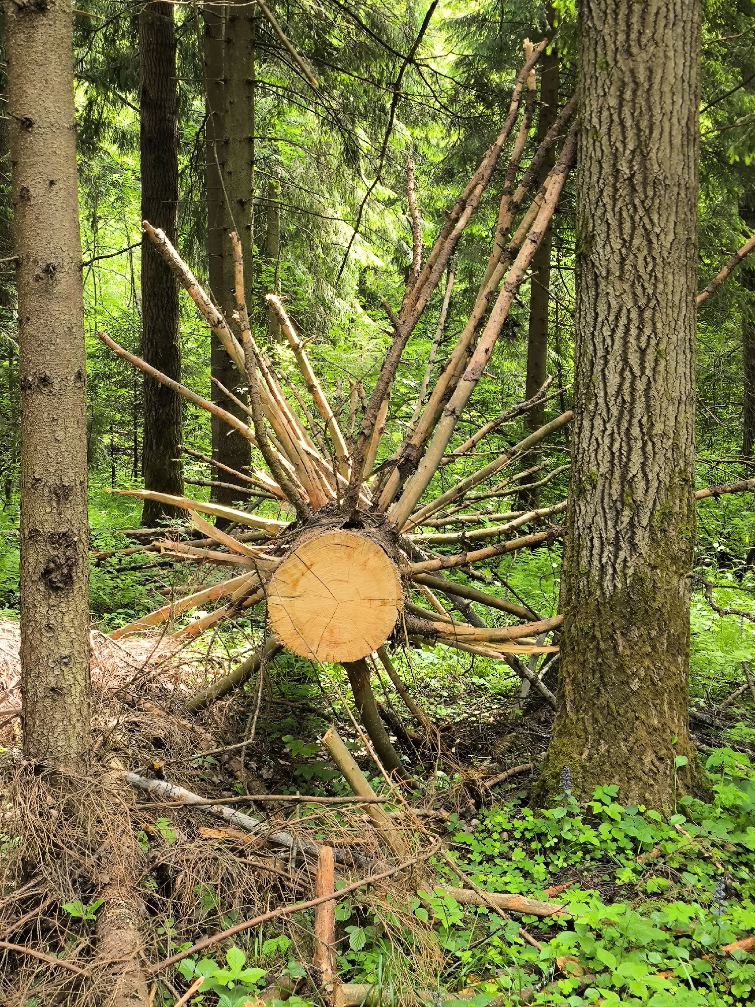 The scene is a forest. A felled tree trunk is the central focus, with branches radiating outwards. The trunk is positioned between two standing trees. Ground cover is green vegetation. No people are visible. The location is unknown.