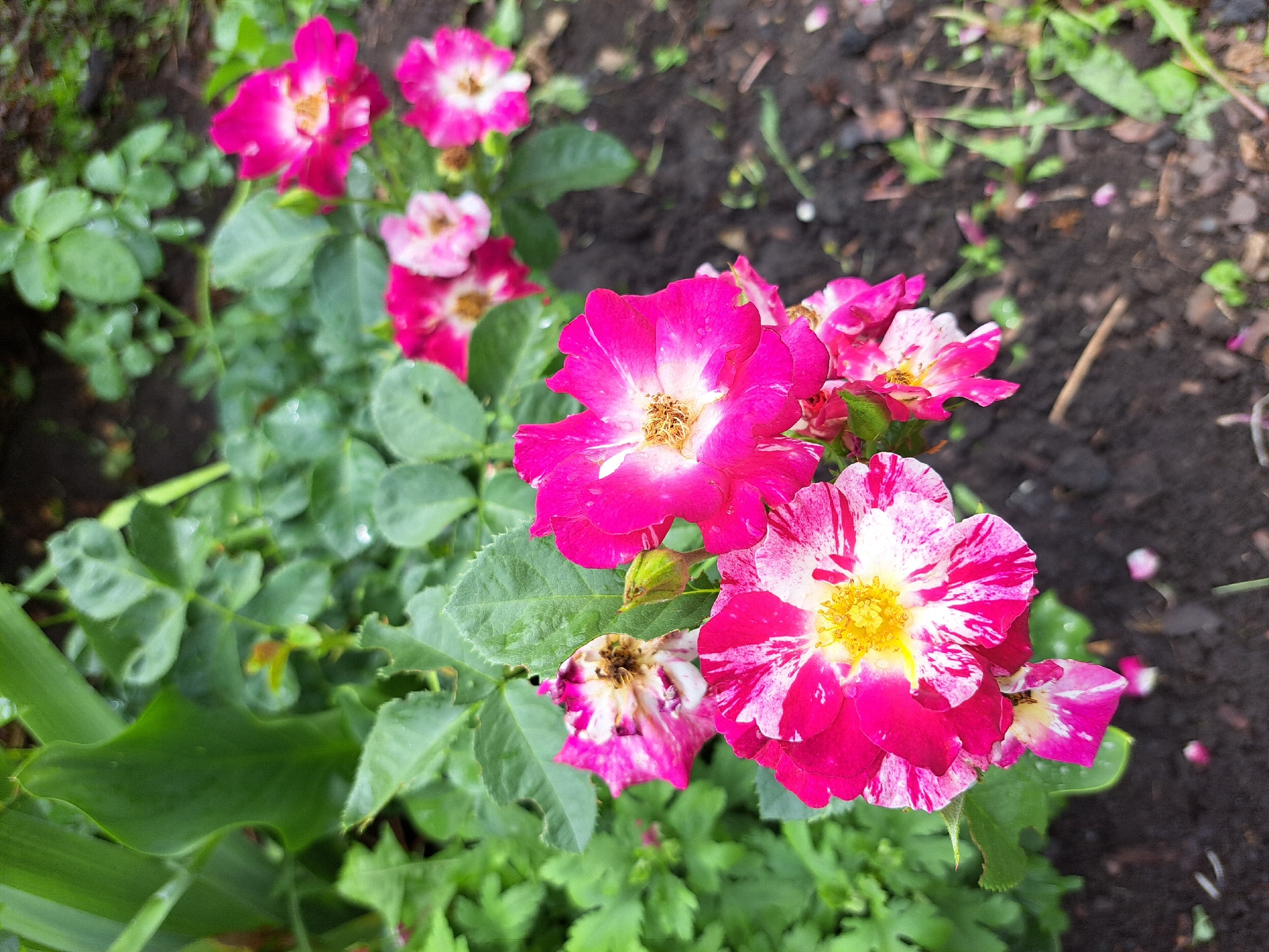 A close-up, high-angle shot captures a patch of vibrant, striped pink and white roses blooming in dark soil. The flowers, some fully open and others still budding, are wet, indicating recent rain. The surrounding environment is lush and green with large leaves and smaller plants. The scene is set in a garden in the city of Chernetsk, Russia.