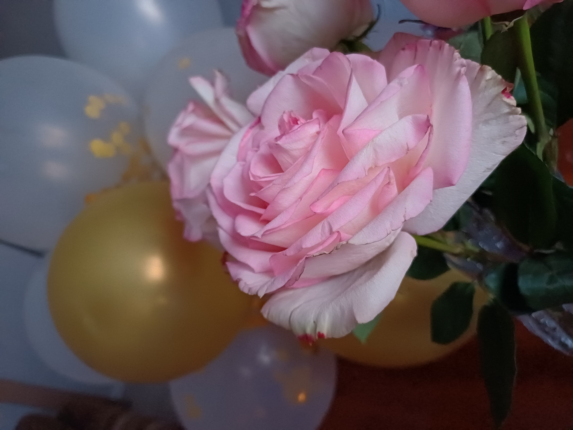 The image shows a close-up of a delicate pink rose, its petals unfurling in soft, layered curves. The rose is the primary subject, occupying the majority of the frame and showcasing its intricate details and subtle color gradient. Behind the rose, a collection of balloons are visible, some in soft white or light blue, and one in a vibrant golden yellow. These balloons suggest a celebratory atmosphere, perhaps a birthday party or a special event.
The lighting in the image appears to be soft and diffused, creating a gentle glow on the rose petals and highlighting their texture. The background is blurred, further emphasizing the rose as the focal point. The overall mood conveyed by the image is one of elegance, tenderness, and festivity. The combination of the beautiful rose and the celebratory balloons creates a sense of joy and anticipation. There is no visible text in the image. The setting is unclear, but the presence of balloons points towards an indoor event.