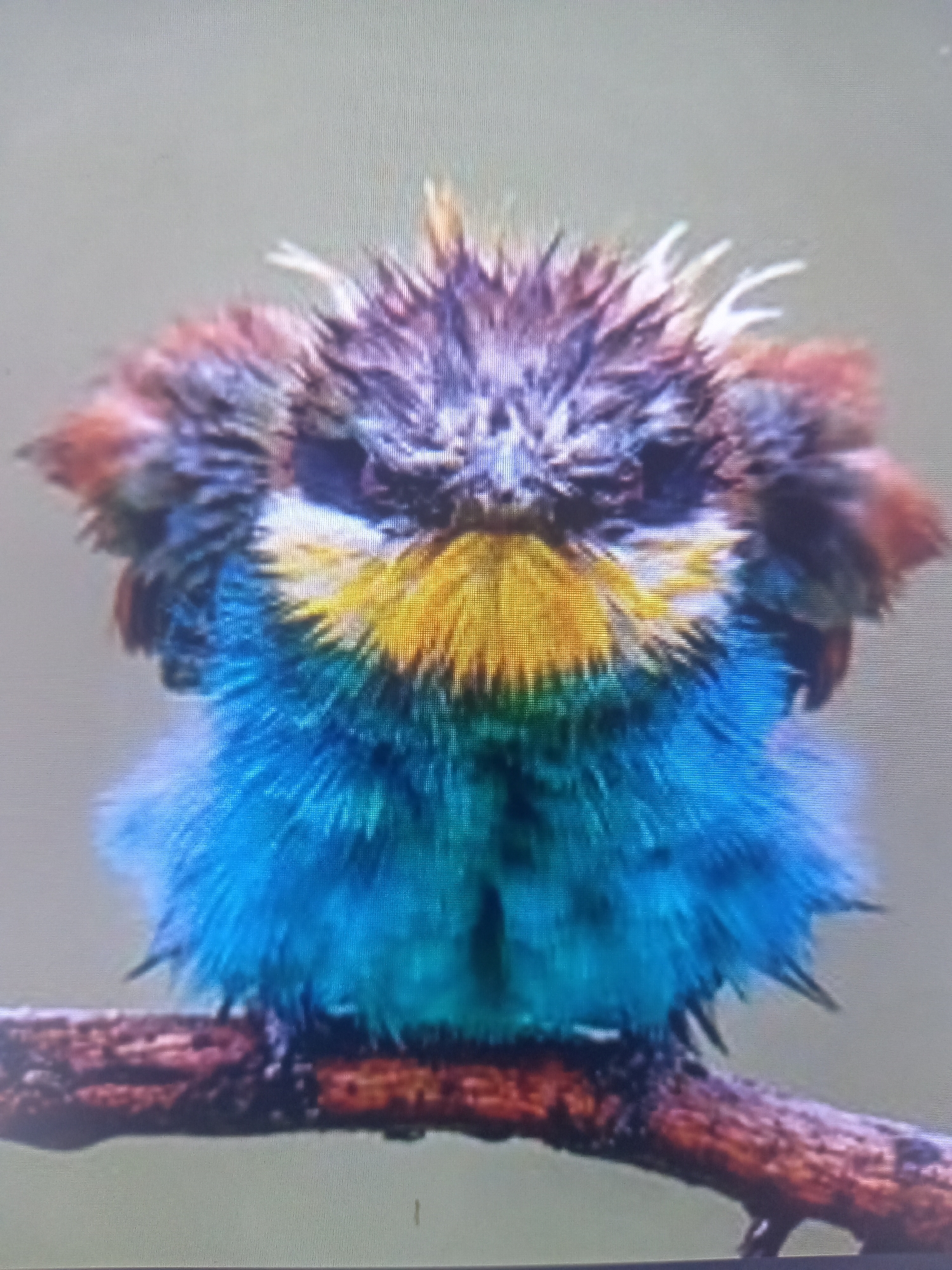 The media file is a close-up, slightly out-of-focus photograph of a small bird perched on a branch. The bird is the sole subject and is facing the camera directly. Its feathers are a vibrant blue on its underside and chest, transitioning to yellow and then dark purples and browns on its head. The bird's head feathers are ruffled and appear wet, giving it a somewhat spiky and disheveled appearance, with some lighter, possibly white, tips visible. Its expression is difficult to discern due to the focus and angle, but the overall impression is of a creature with a striking, almost punk-like hairstyle. The branch it sits on is dark brown and textured, suggesting it is a natural setting. The background is a soft, uniform grey-green, which helps the colorful bird stand out. There is no discernible time of day, weather, or specific location cues, other than it being outdoors. The image seems to capture a moment of the bird being wet, perhaps after rain or a bath. There is no visible text in the media file.