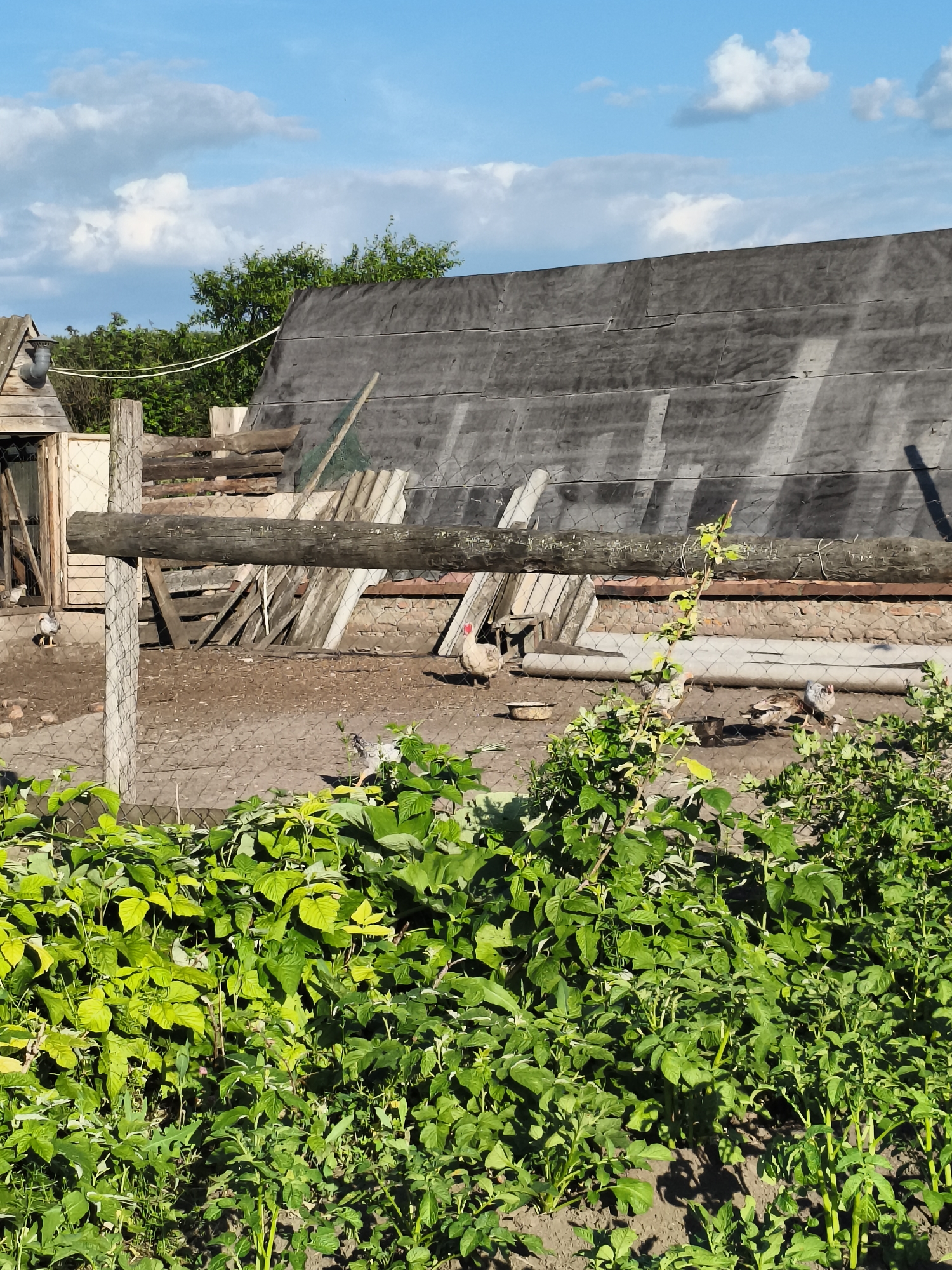 In the village of Ilmino, Russia, a fenced enclosure contains several chickens and what appears to be a rooster. The enclosure is situated behind a garden area with lush green foliage in the foreground. In the background, a long, dark, tarp-covered structure with a sloped roof is prominent. Adjacent to this structure is a small wooden building with a pipe extending from its roof. A wooden log runs horizontally across the enclosure, supported by posts. The ground within the enclosure is dirt, with some scattered debris and what looks like a metal bowl. The sky above is blue with scattered white clouds, and trees are visible behind the tarp-covered structure.