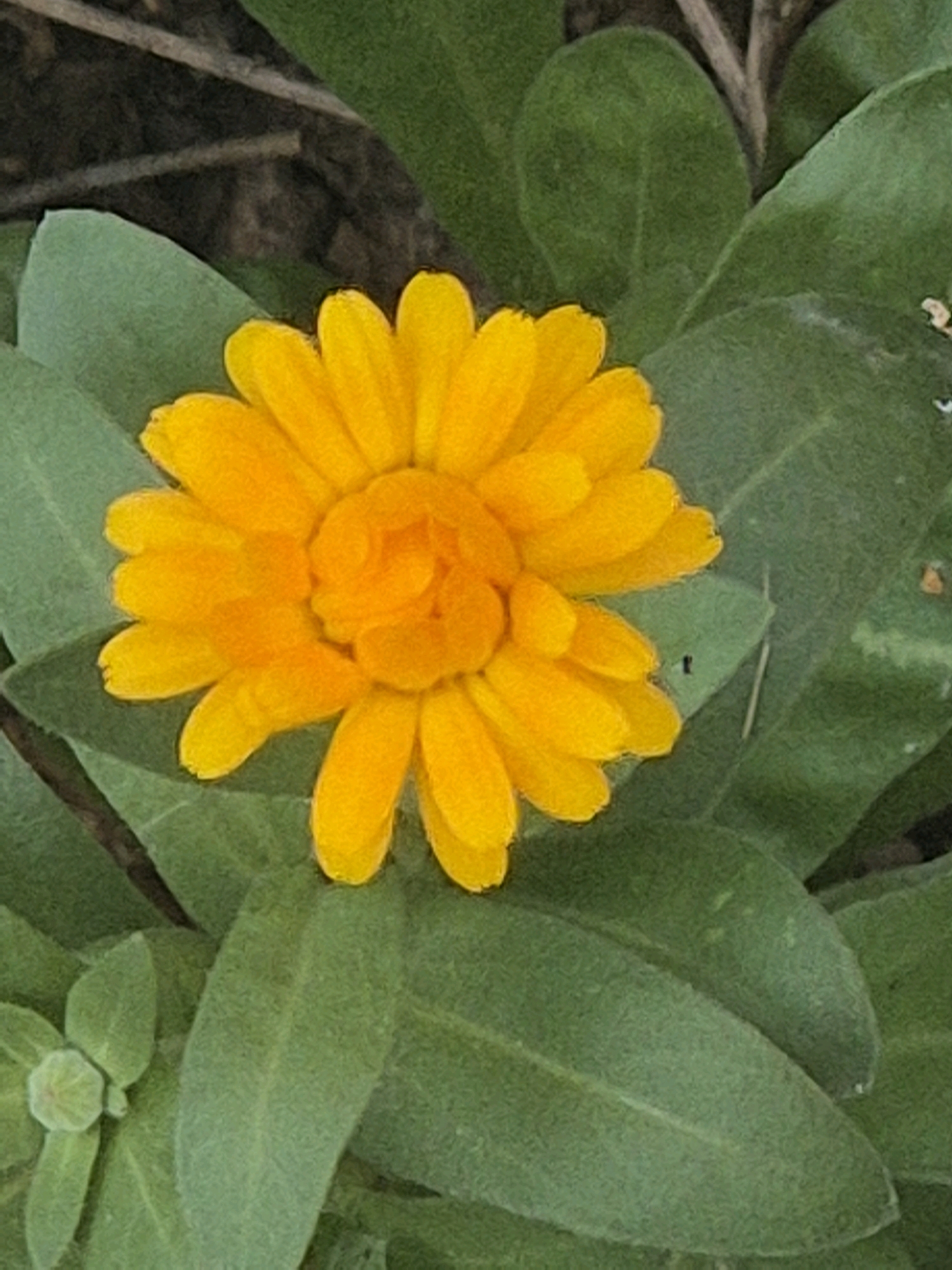 This is a close-up, overhead shot of a vibrant orange calendula flower with fully bloomed petals. The flower is centered in the frame and surrounded by lush, green foliage. Several large, oval leaves with a slightly fuzzy texture fan out from the base of the flower. The background is a dark, out-of-focus blur of soil and possibly dried vegetation, suggesting an outdoor setting, likely a garden or park. A small, unopened bud is visible in the lower left corner of the image. The lighting appears natural, casting soft shadows and highlighting the textured surfaces of the petals and leaves. There are no people or man-made objects visible in the image. The presence of a calendula flower suggests a temperate climate with a growing season.