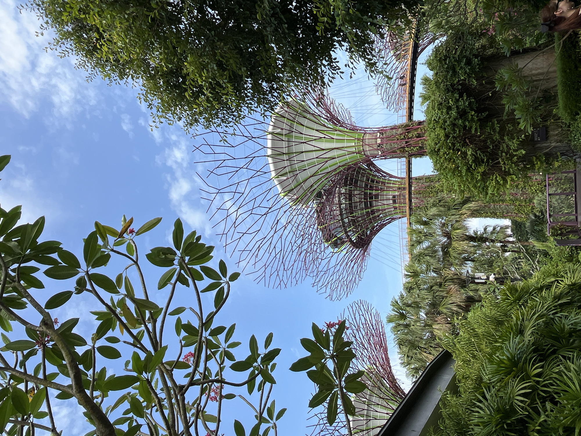 The image captures a view of the Supertree Grove at Gardens by the Bay in Singapore. In the foreground, lush green foliage and tree branches with some small pink flowers are visible against a bright blue sky with scattered clouds. Dominating the mid-ground are several of the iconic Supertrees, their distinctive lattice structures of red and green reaching upwards. A skywalk connects two of these Supertrees. The background is filled with more greenery, including palm trees, and a section of a building. The overall scene is vibrant and showcases the unique blend of nature and futuristic architecture that defines the location.