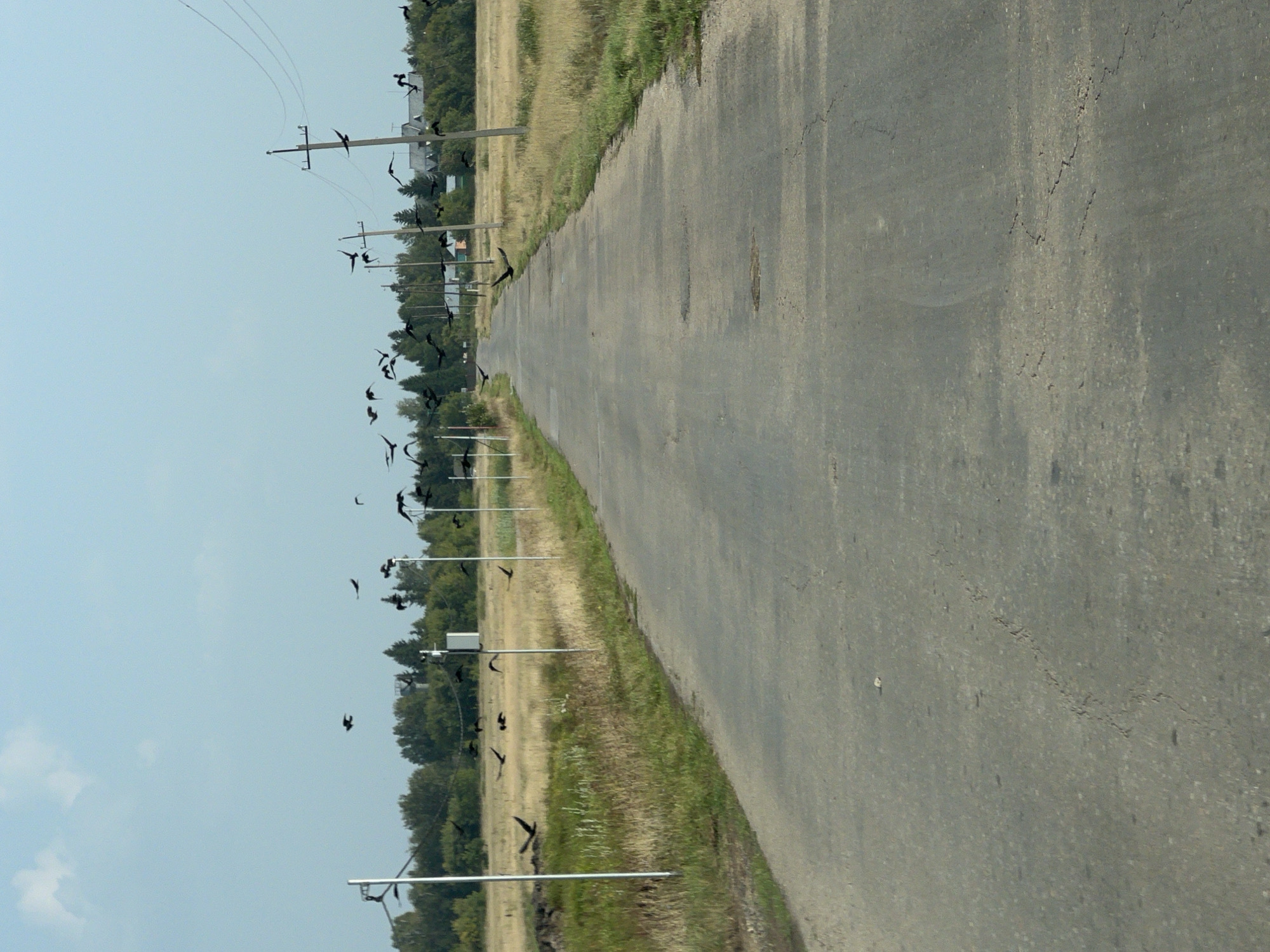 A flock of black birds flies over a paved rural road in Novopichugovo, Russia. The road stretches into the distance, lined with grass and dry vegetation on either side. Several utility poles with power lines are visible along the roadside. In the background, a dense line of trees separates the fields from a small settlement with houses and more trees. The sky is clear with a few wispy clouds. The road surface is grey and shows signs of wear, with cracks and potholes visible. No people are present in the scene. The overall impression is one of a quiet, rural landscape with wildlife activity.