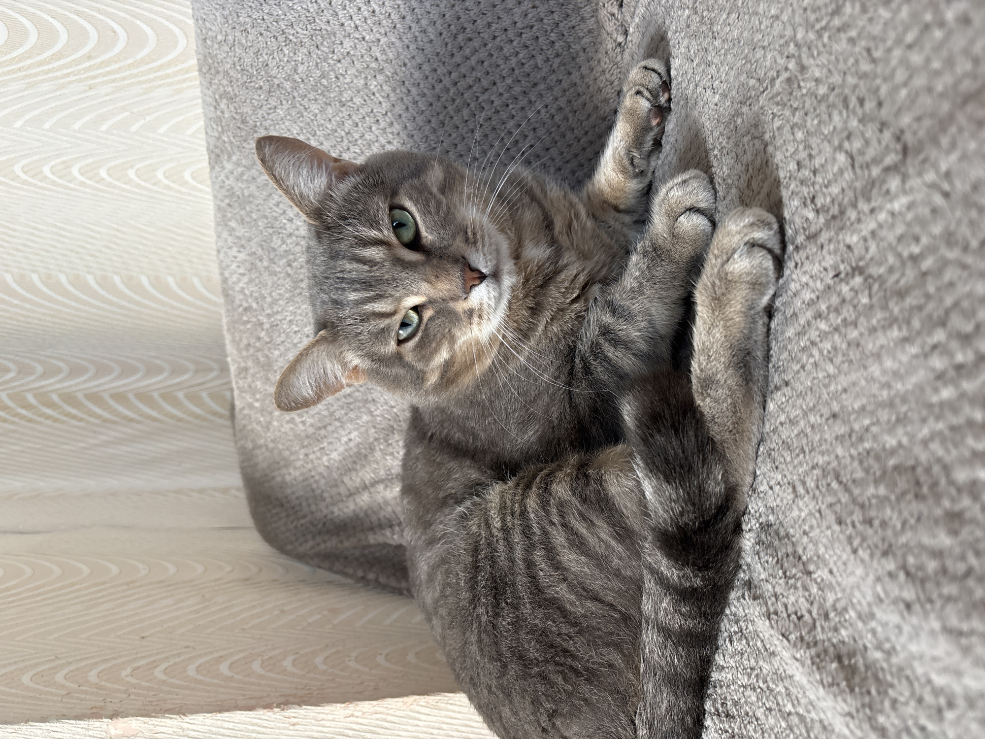 A gray tabby cat lies on a gray textured surface, possibly a couch or bed. The cat's body is angled diagonally across the frame, with its head turned towards the viewer. Its eyes are green, and its expression is alert and curious. The cat's paws are visible, slightly curled. The background includes a lighter, wood-grain-patterned surface. The scene appears to be indoors.
The location in the city of Мещёры, Russia is not discernable from the image.