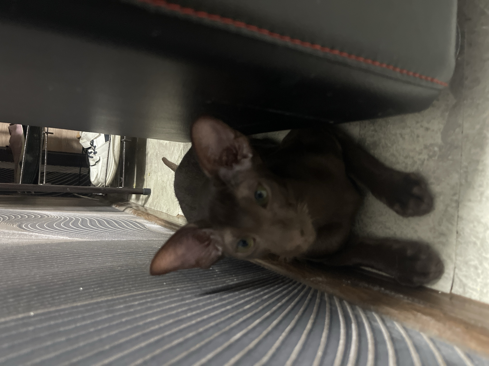 An indoor shot shows a dark brown cat with large ears and green eyes peeking from behind a blue, ribbed wall panel. The cat is lying down with its front paws visible. To the right of the cat is a large, black object with red stitching. In the background, a shelf unit holds a pair of white athletic shoes. The scene appears to be a domestic indoor environment, possibly a home in Budyonnovsk, Russia, given the limited context provided by the query.
