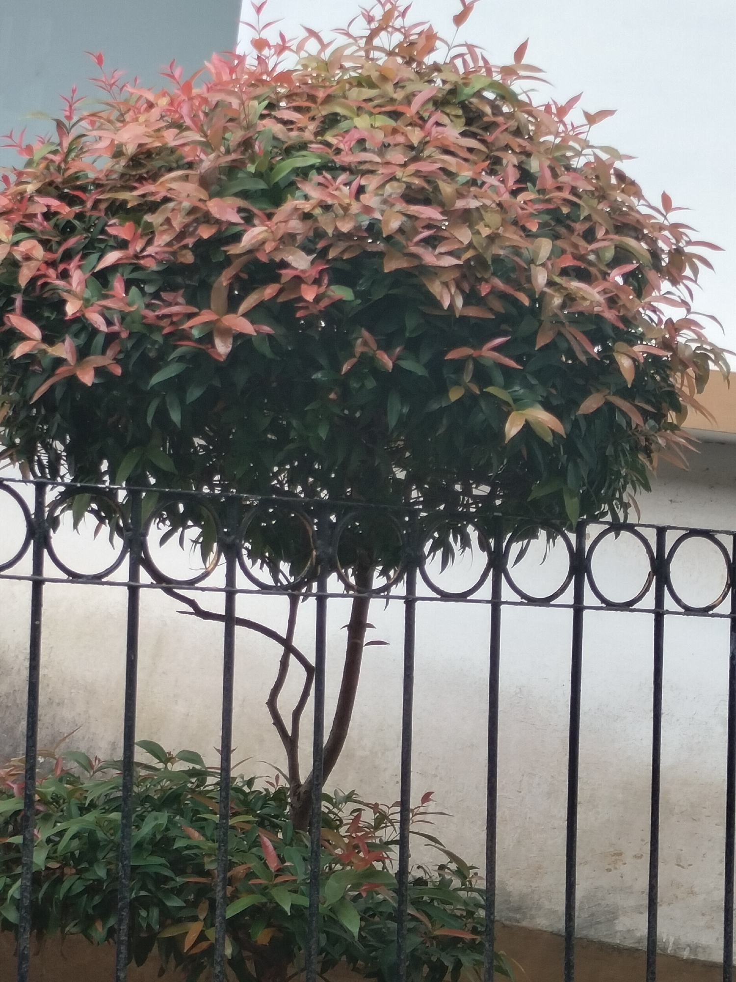 A medium shot captures a rounded shrub with reddish-green foliage in front of a textured, off-white wall. The shrub is partially obscured by a black metal fence with vertical bars and circular decorative elements. The fence casts shadows on the wall. The lower portion of the frame shows more of the shrub's base and some smaller plants behind the fence. The sky is overcast and a light gray. The image appears to be taken outdoors in Langsa, Indonesia.