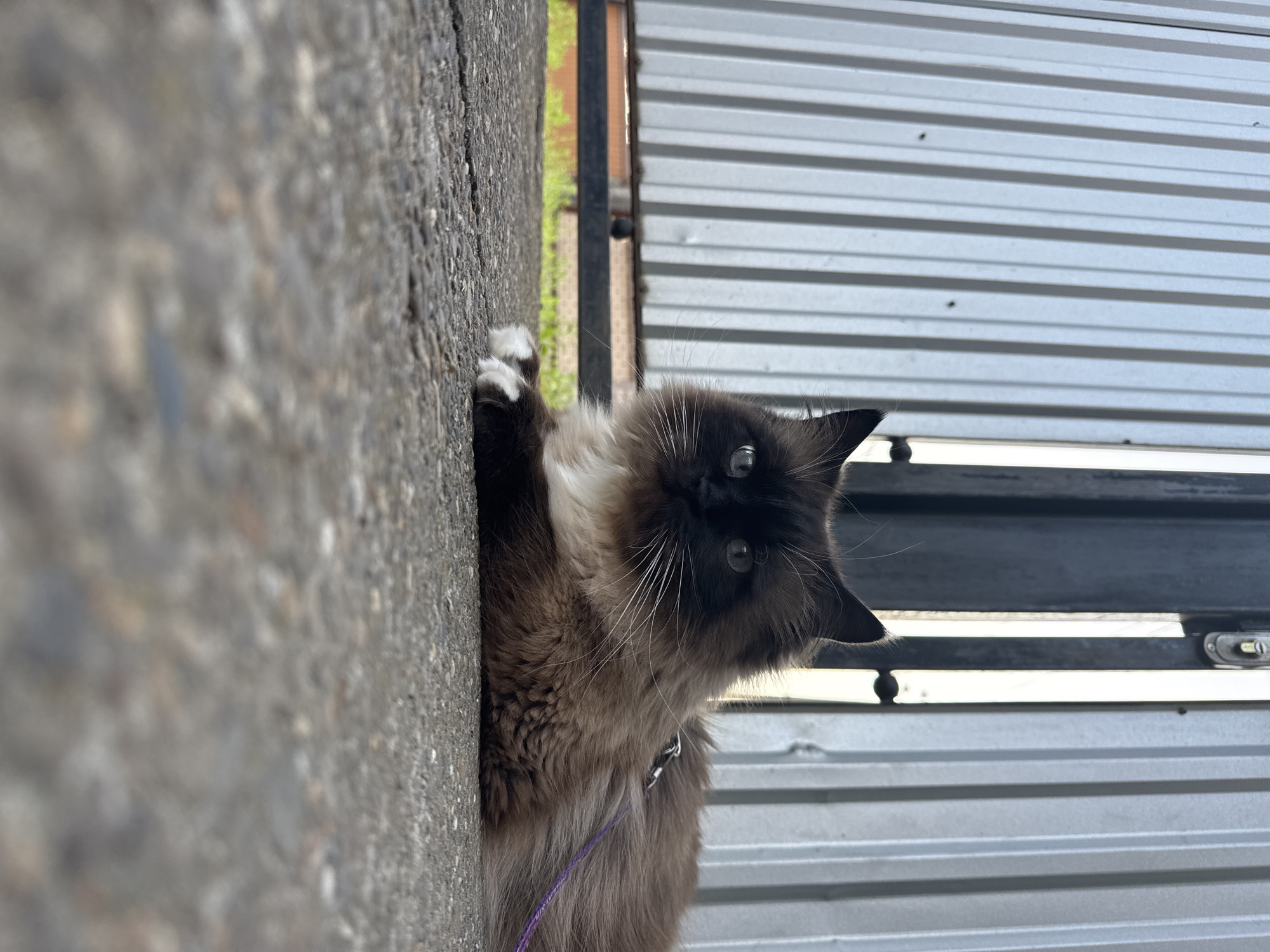 An outdoor, eye-level, medium shot captures a fluffy, brown and white cat lying on a cracked concrete surface. The cat's face is visible, with striking blue eyes, and it is wearing a purple leash and harness. Behind the cat, a ribbed, metallic fence forms the backdrop. The fence is silver and appears to be a gate, with vertical slats and a locking mechanism visible on the left side. A dark metal bar runs horizontally in front of the fence, and behind it, blurred green foliage and a brick structure are faintly discernible. The lighting suggests it is daytime, with soft shadows. The overall setting appears to be an urban outdoor environment, possibly a backyard or alleyway.