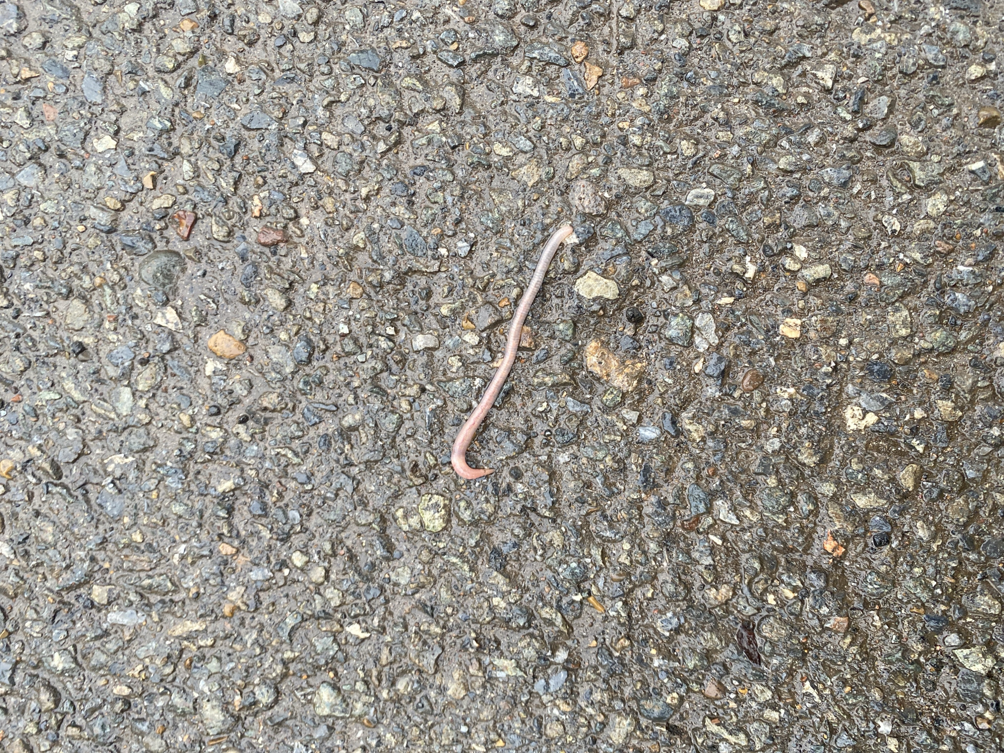 A pink earthworm lies on wet asphalt. The asphalt surface is composed of small stones and appears to be in a state of disrepair. The location is unspecified, however it's mentioned that the location is Прикамский, Russia.