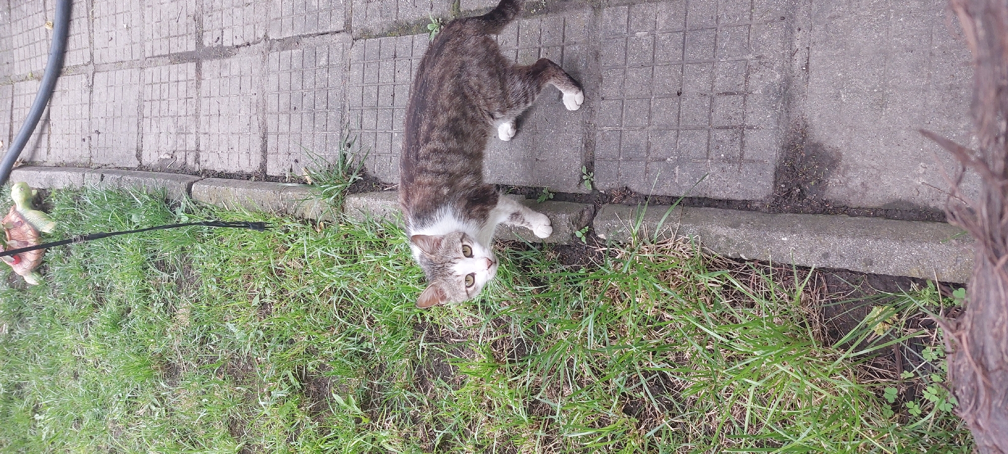 An outdoor, slightly overhead shot captures a curious domestic cat looking up at the camera. The cat is a tabby with white markings, featuring striped brown and grey fur on its back and tail, and white fur covering its chest, belly, and paws. Its face is predominantly white, with tabby patterns around its alert, light-colored eyes.
The scene is divided into two main sections by a concrete curb: a paved area and a grassy lawn. The paving stones are grey and have a square, grid-like pattern. A black hose or cable is visible on the paved surface in the upper left. The grass is green, with some brown patches, suggesting an outdoor garden or yard setting.
In the grass on the left side, a decorative turtle figurine, green and reddish-brown, is partially visible. A thin black leash or rope extends from an unseen point into the grass, passing near the turtle figurine. On the far right, a textured brown tree trunk or large root is partially visible.
The cat appears to be standing or resting with its front paws on the grassy edge and its back paws on the paving. Its head is tilted upwards, conveying a sense of curiosity or attentiveness towards the viewer. The image is taken in natural daylight. There is no visible text. The setting is an outdoor area in Yagodovo, Bulgaria.