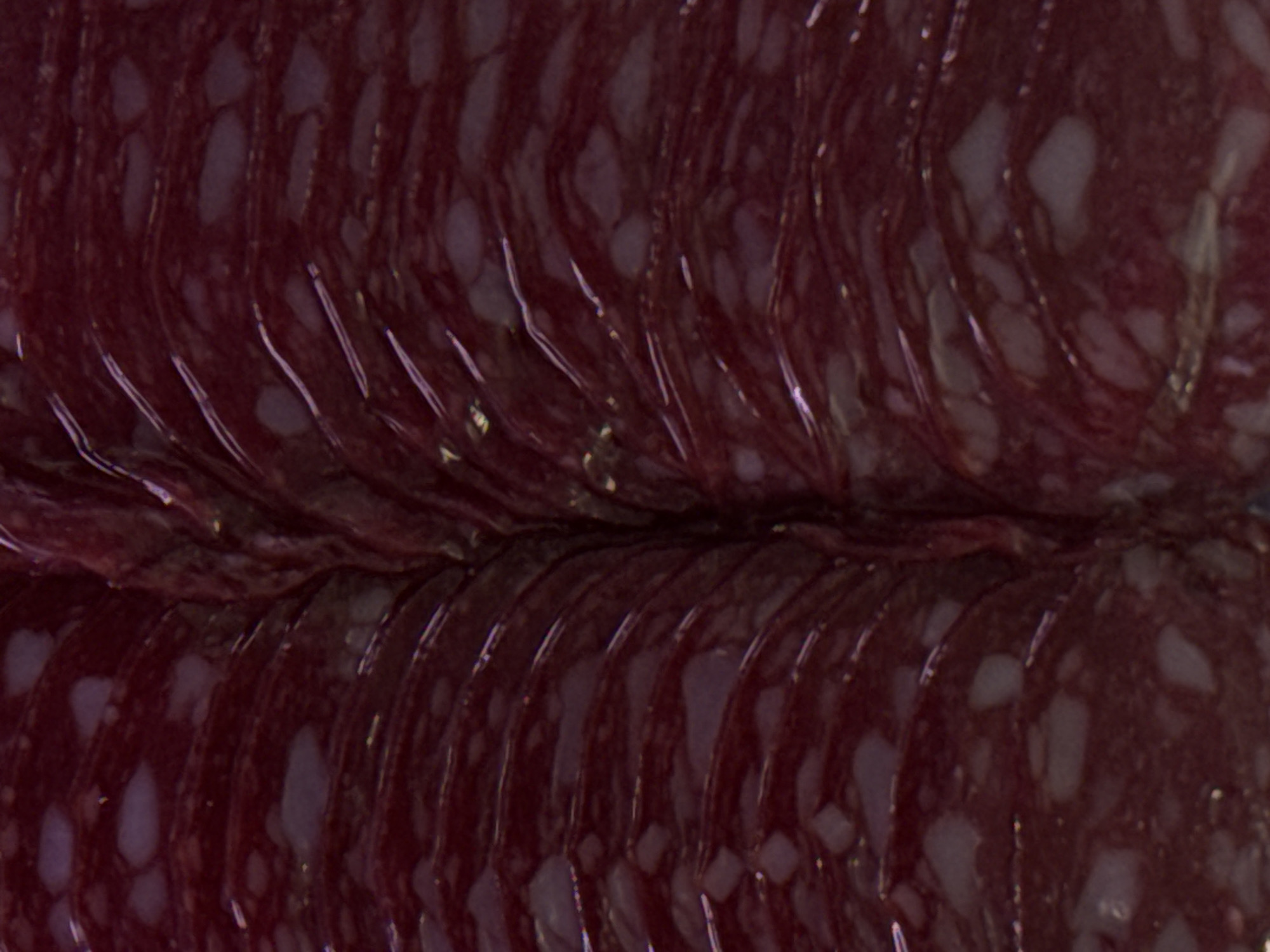 The image is a close-up, abstract view of sliced cured meat, likely salami. The meat is a deep reddish-purple color with irregular white or pale pink flecks of fat distributed throughout. The slices are layered and curved, creating a ribbed texture. The lighting highlights the shiny surface of the meat, showing reflections and subtle variations in texture. There is a central crease or seam where the slices are pressed together. The image does not contain any discernible urban or environmental features, and therefore cannot be placed in Moscow, Russia, or any other geographical location.