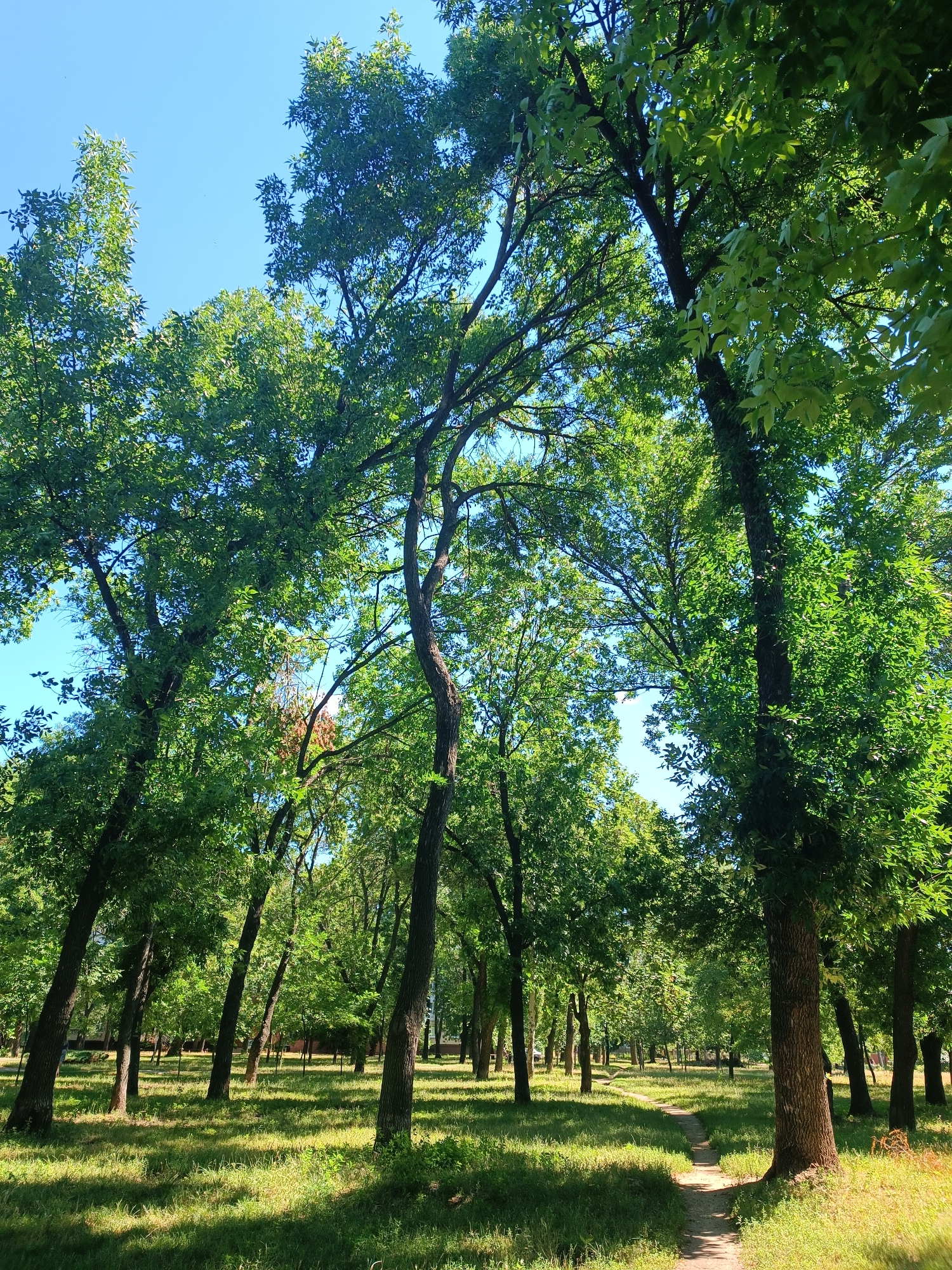The image depicts a park on a sunny day with lush green trees and a clear blue sky. A narrow dirt path winds through the grassy area, inviting exploration. The trees, with their dense foliage, cast dappled shadows on the ground, creating a serene and natural ambiance. The scene suggests a tranquil moment in a public park, possibly a place for recreation and relaxation within the city. Given the general appearance and vegetation, this could be a typical park found in Zaporizhzhia, Ukraine, which is known for its green spaces and numerous parks.