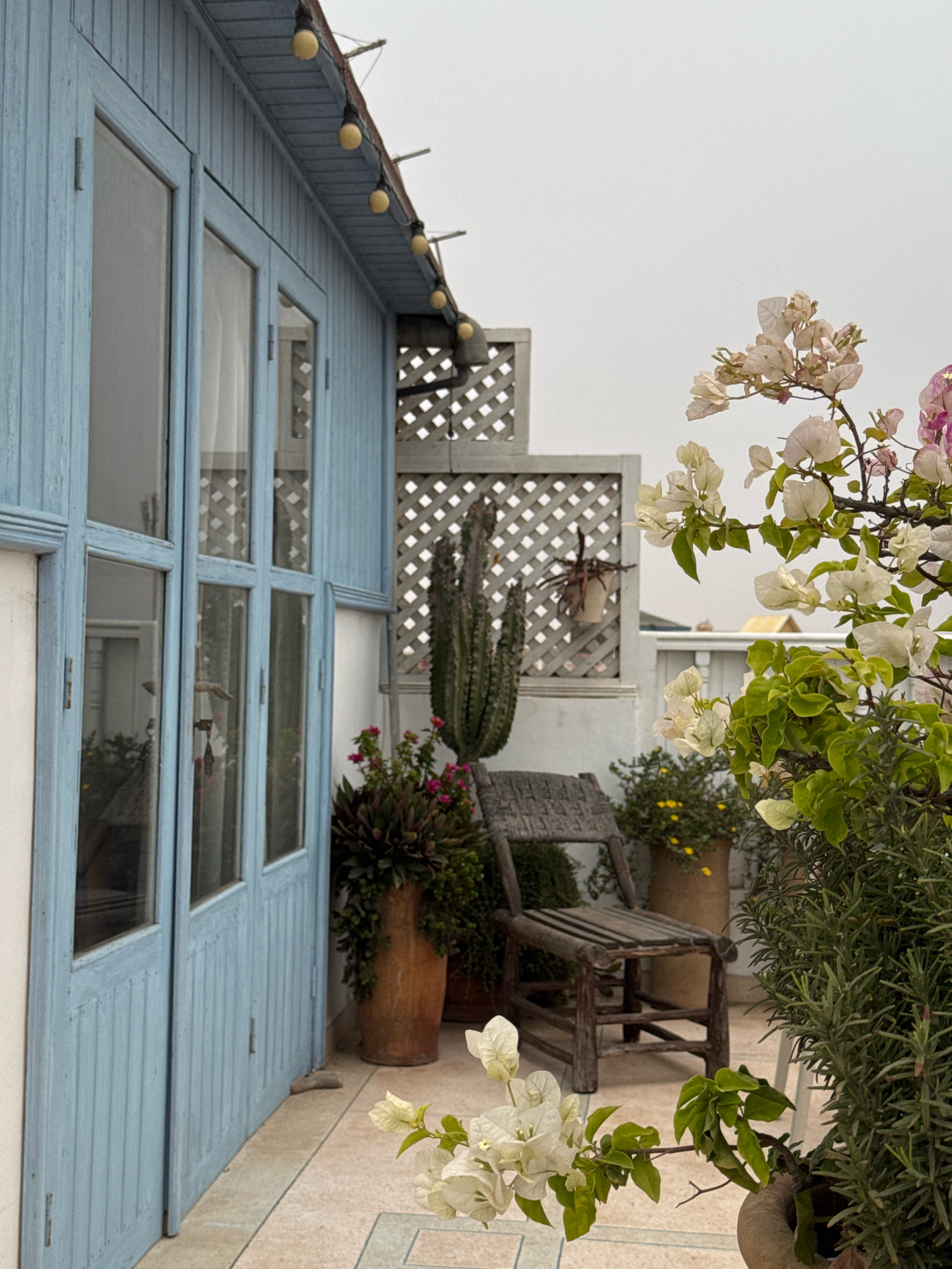 This image depicts an outdoor seating area on a rooftop terrace in Essaouira, Morocco. The scene is dominated by a pale blue wooden structure with multiple glass-paned doors, suggesting a cafe or shopfront. Strands of yellow fairy lights are strung along the edge of the roof.
In the foreground, potted plants and flowering bougainvillea add color and life to the terrace. A rustic wooden chair is placed centrally, inviting relaxation. Behind the chair, a tall, spiky cactus stands in a terracotta pot, adding a desert-like element. A decorative white lattice screen divides sections of the terrace. The ground is paved with light-colored tiles. The sky is overcast, indicating a diffused light typical of coastal weather. No people are visible in the image. The overall impression is one of a charming, tranquil outdoor space.