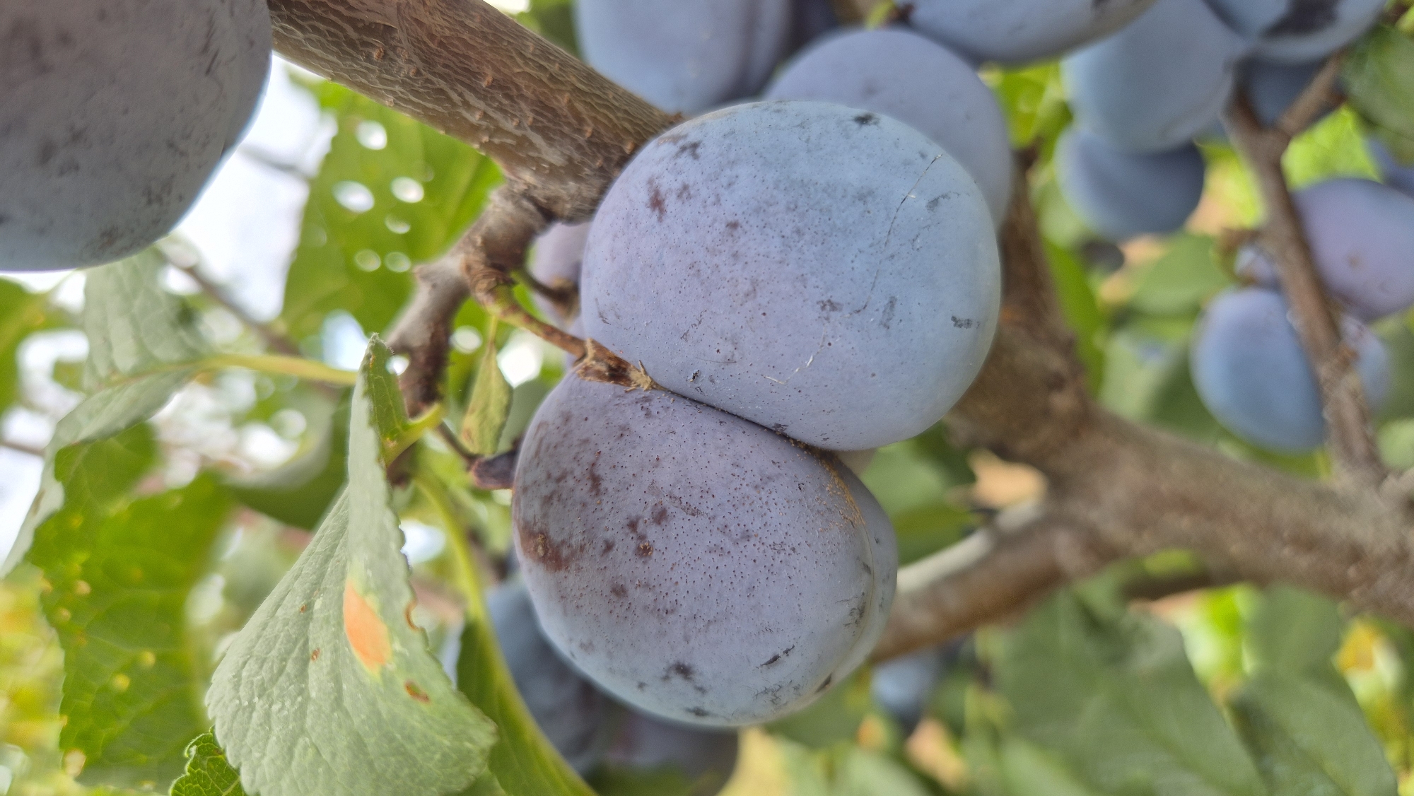 The image shows a close-up, vertical shot of ripe plums on a tree branch. The plums are a deep purple-blue hue with a slightly powdery coating. Two plums are prominently featured in the foreground, appearing almost fused together. They are surrounded by green leaves, some of which show signs of minor damage or discoloration. The tree branch is rough and brown, with smaller branches extending outwards. In the background, other plums and leaves are visible, slightly out of focus, creating a shallow depth of field. The lighting suggests it is daytime, with some dappled sunlight filtering through the leaves. The setting appears to be an outdoor orchard or garden. The image does not provide any information about the city of Doirentsi, Bulgaria.