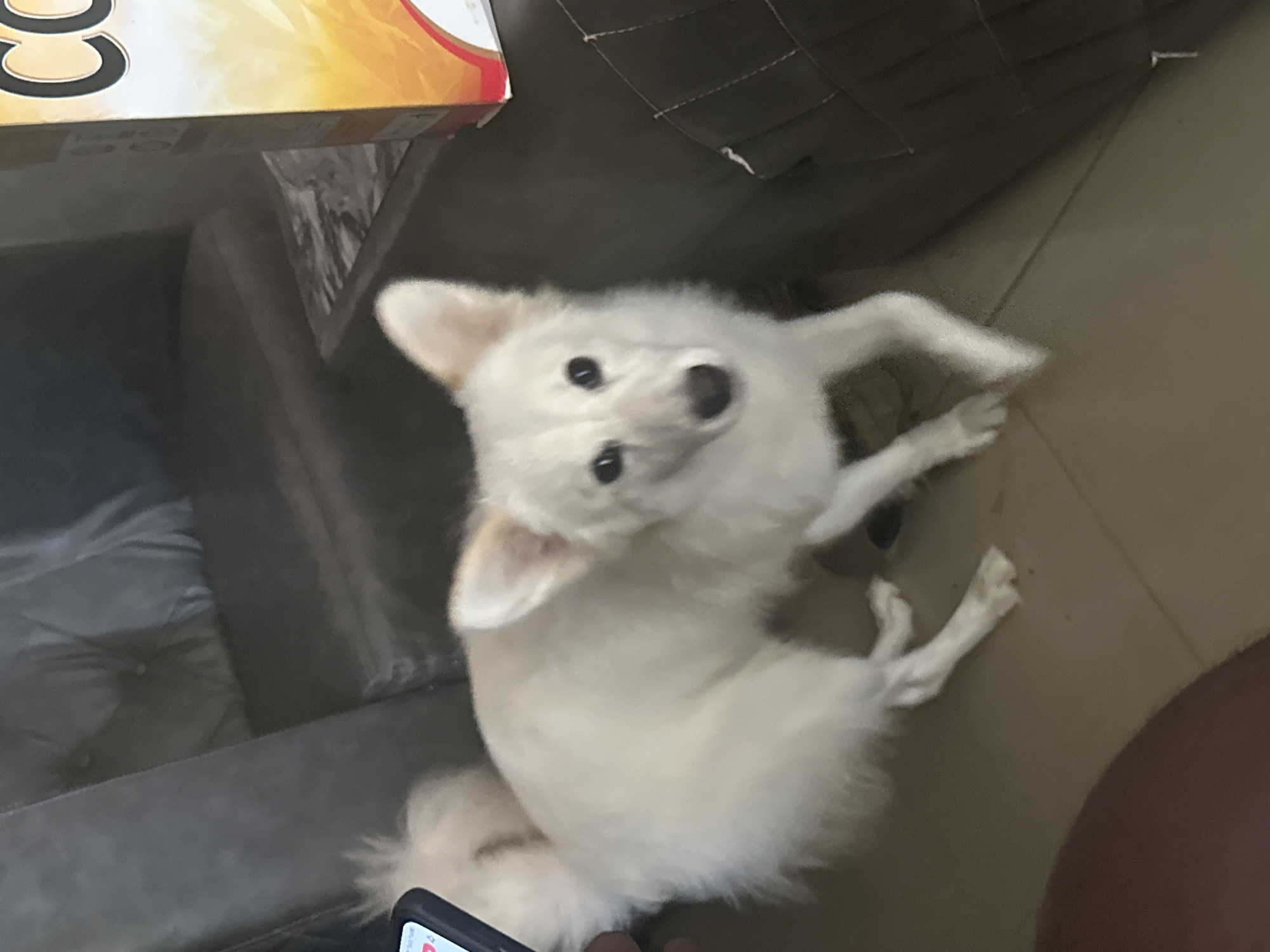 A white, small dog is the primary subject, looking upward. The dog sits on a gray couch next to a box, with a light-brown floor visible to the right. A portion of a person's leg appears on the right side of the image and a smartphone is partially visible near the bottom. The scene appears to be indoors. There is no evidence of location or city Ikot Ekpene, Nigeria.