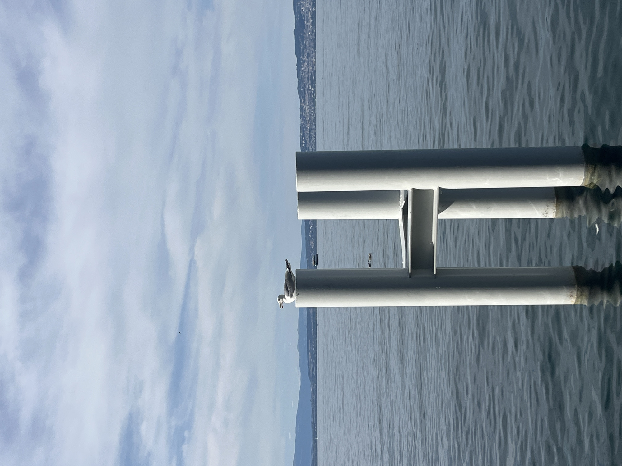 A seagull is perched on top of a white metal pole in the foreground, looking to the left. The pole is part of a structure in the water, which appears to be a dock or pier. The water is calm and reflects the sky. In the background, there is a body of water stretching to the horizon, with mountains and a city skyline on the far side. The sky is partly cloudy. The scene appears to be in Évian-les-Bains, France, as the city skyline in the background is characteristic of that location.