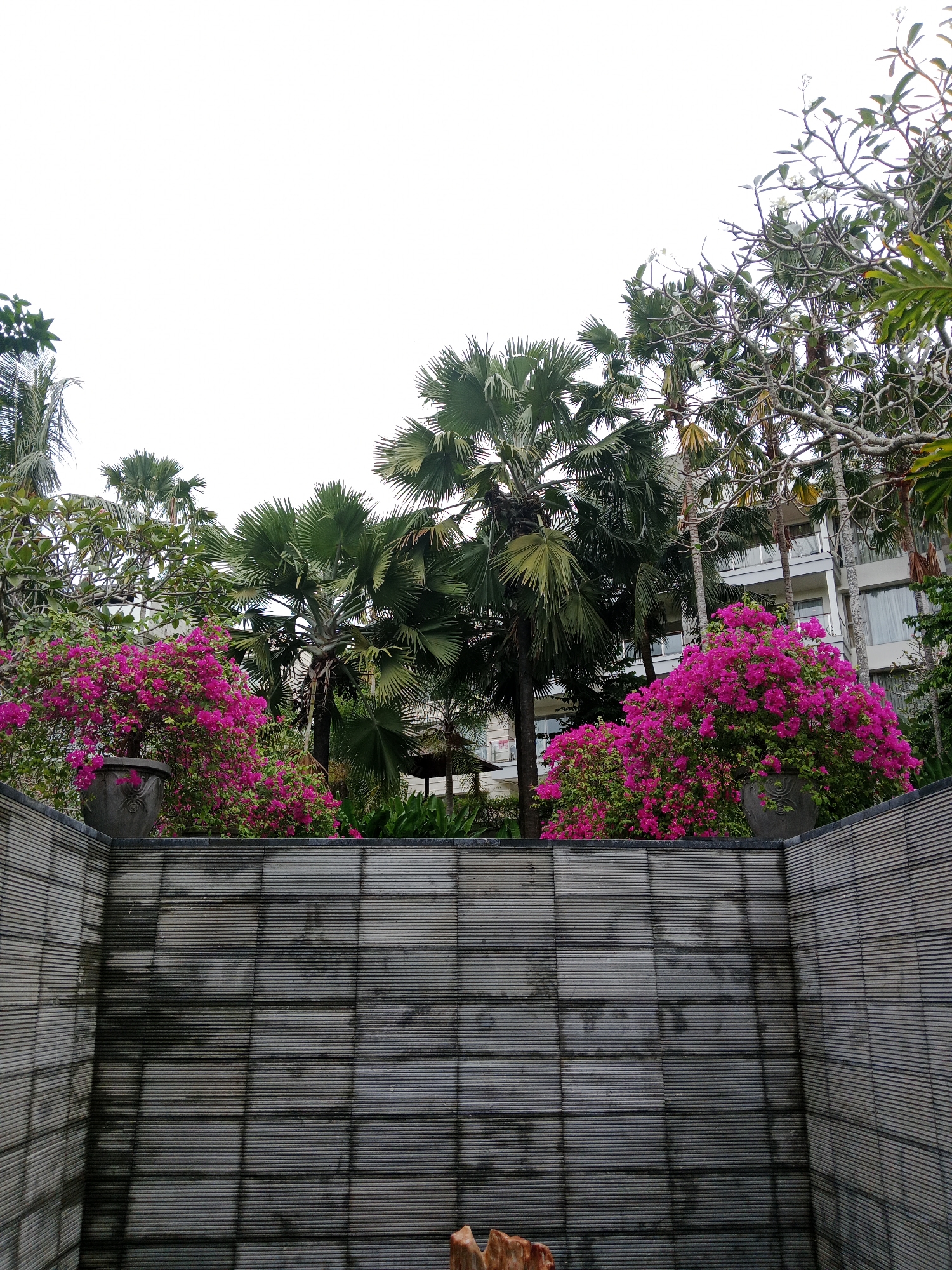 This image depicts an outdoor scene in Kuta Selatan, Indonesia, featuring a lush tropical garden in front of a multi-story building. The foreground is dominated by a textured gray stone wall with a ribbed surface, creating a stark visual contrast with the vibrant foliage above. Two large planters containing abundant, bright pink bougainvillea flowers are positioned on top of the wall.
Behind the flowers and wall, a variety of palm trees are visible, their fronds fanning out against a pale, overcast sky. The building behind the trees appears to be a hotel or resort, with balconies and windows suggesting multiple levels. Some of the trees have delicate white flowers, possibly frangipani, adding to the tropical ambiance. The overall impression is one of a well-maintained resort area, blending natural beauty with modern architecture. There are no people visible in the image, and the scene appears to be captured during daylight hours.
