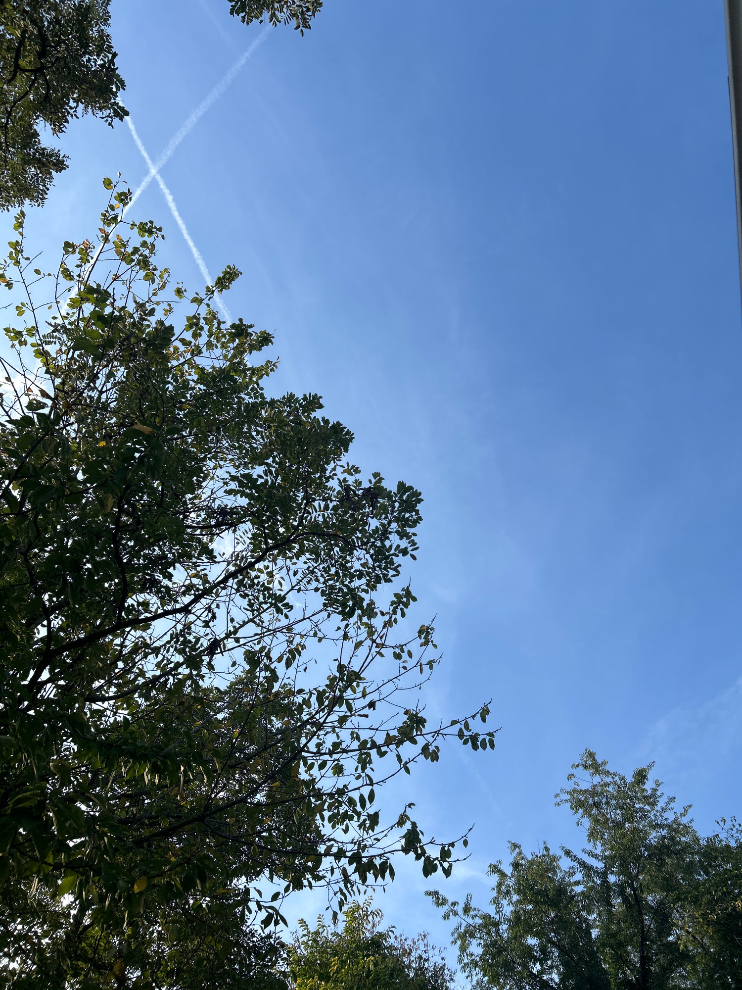 The image, captured from a ground-level perspective in Robinson Township, United States of America, looks directly upwards at a clear blue sky. Two white contrails from aircraft intersect in the sky, forming an 'X' shape. The upper left and lower left portions of the image are partially obscured by the dark green foliage of tree branches, some of which are silhouetted against the bright sky. Some leaves appear to be yellowing, suggesting a possible autumn season. The right edge of the image shows a thin vertical structure, possibly a building edge or a lamppost, also silhouetted against the sky. The overall scene is one of a peaceful sky with the subtle presence of human activity (aircraft contrails) and nature (trees).