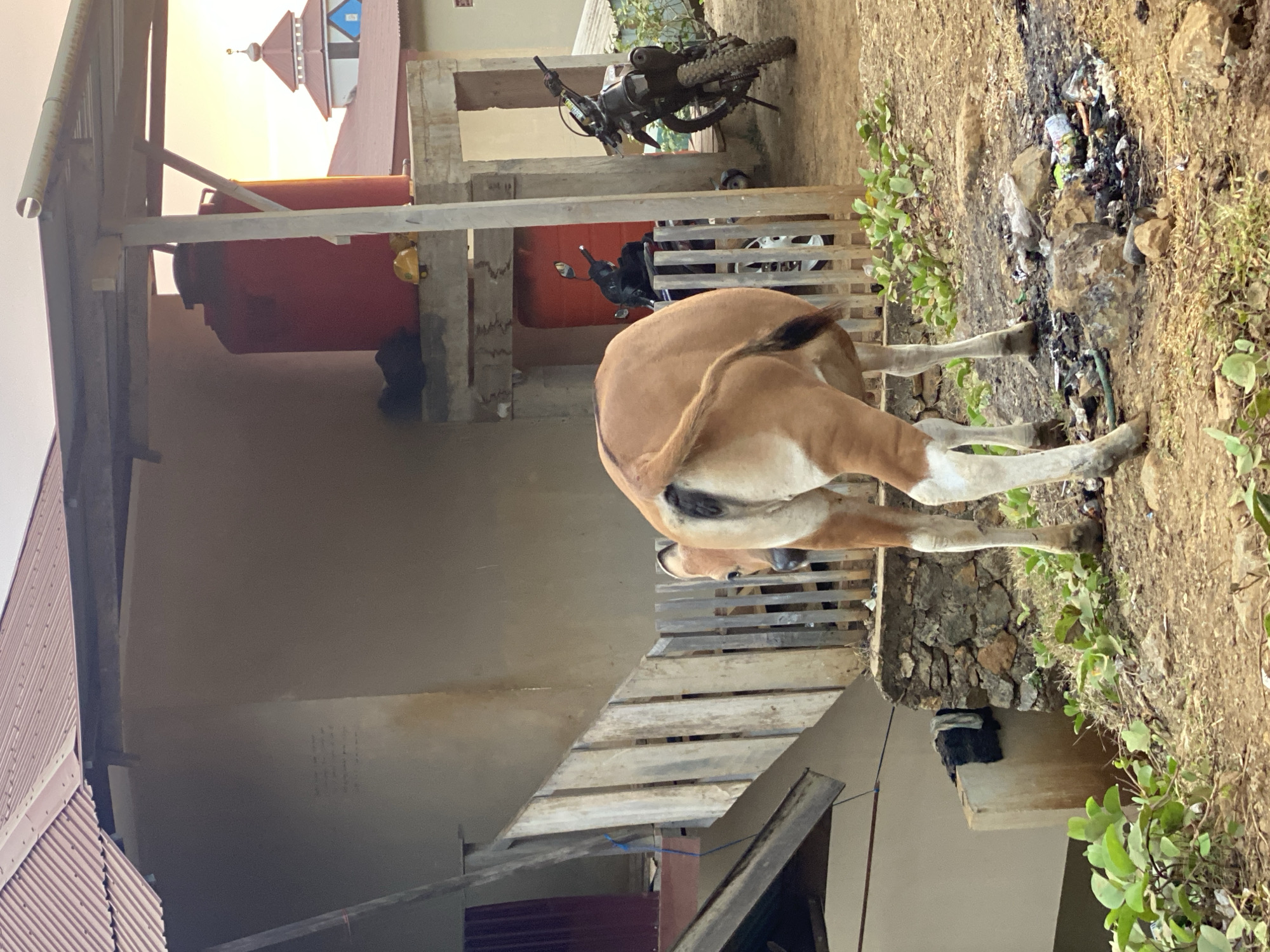 In an outdoor scene in an undetermined location within Indonesia, a brown and white cow stands with its hindquarters facing the camera. The cow has a black patch on its rear. Behind the cow, a weathered wooden fence encloses a yard. To the right of the fence, a motorcycle with knobby tires is parked. In the background, a red water tank sits on a concrete platform, and beyond that, a building with a red-tiled roof and a dome, likely a mosque, is visible against a sky illuminated by the warm glow of sunset. The ground is covered with dirt, scattered rocks, and some debris, including burnt material and plastic waste. A portion of a house with a corrugated metal roof is visible in the upper left of the image.