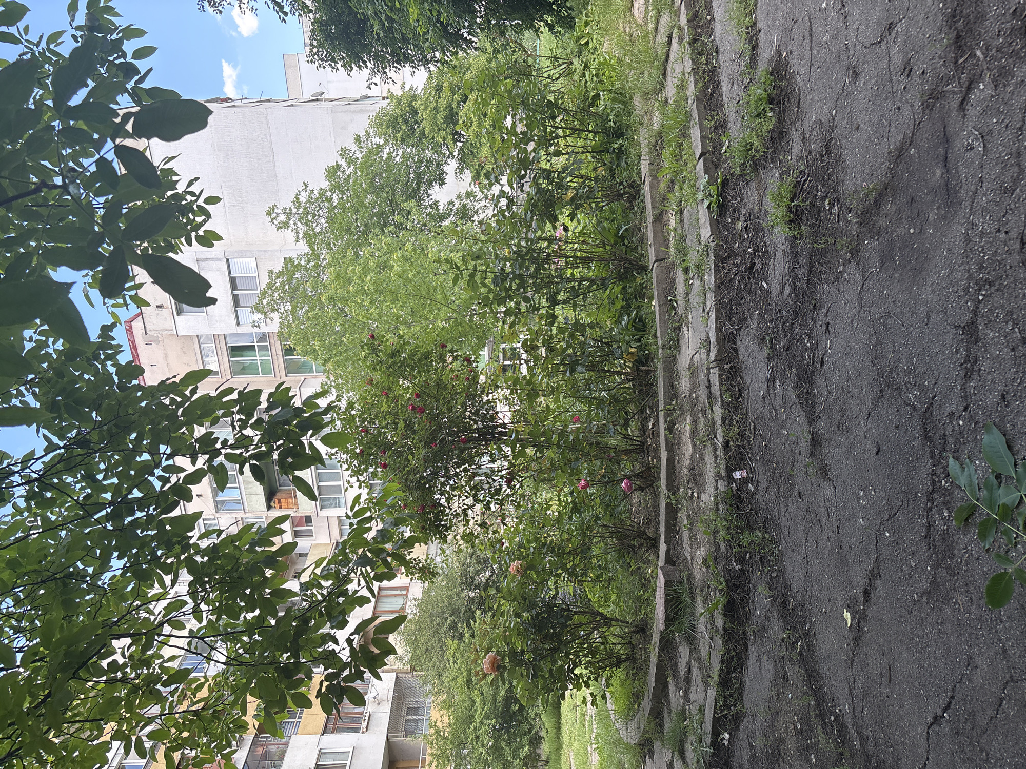 The image shows a street scene in Sofia, Bulgaria, adjacent to an apartment building. The perspective is from a low angle, looking slightly upwards. The foreground features a cracked asphalt road bordered by a raised concrete edge overgrown with grass and weeds. Beyond the edge is a row of rose bushes with sporadic blooms. The apartment building rises in the background, partially obscured by tree branches with green leaves, which dominate the left side of the frame. The building's facade is predominantly white with visible windows and some balconies. The sky is visible in the upper left corner, with some blue sky. No people are visible in the image. The overall impression is one of urban decay juxtaposed with natural elements.