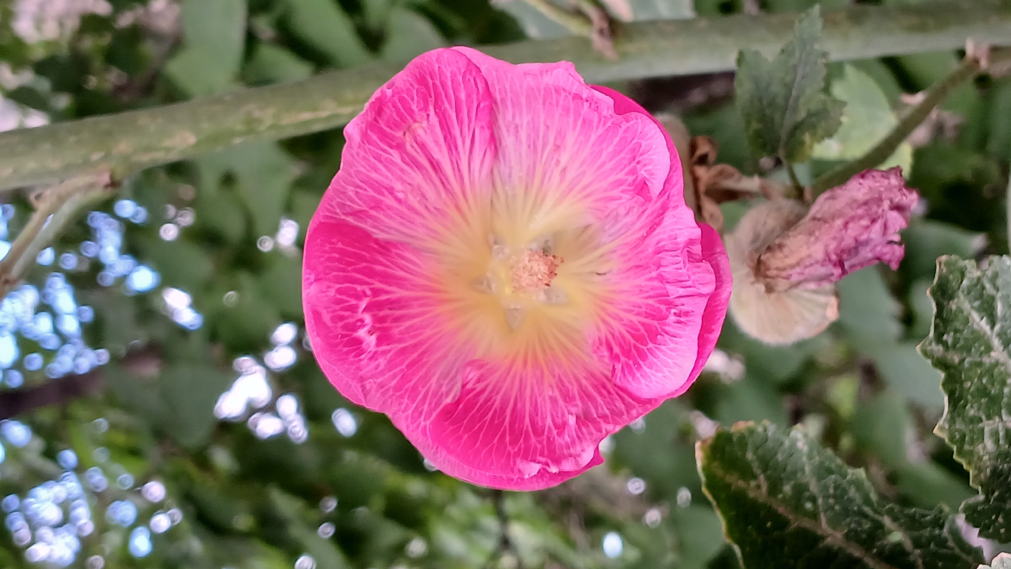 A close-up, vertical shot shows a bright pink hollyhock flower in full bloom. The flower's petals are a vibrant pink with delicate white veining radiating from a pale yellow center. The center of the flower features a cluster of stamens. To the lower right of the blooming flower, a spent, withered purple hollyhock bud hangs downward. The flower and bud are attached to a thick, green stem that runs vertically through the right side of the frame. Dark green leaves with visible veins are present in the lower left and middle right of the image. The background is softly blurred, showing out-of-focus green foliage and dappled sunlight, suggesting an outdoor environment. There is no indication of the city of Oral, Kazakhstan within the image itself.
