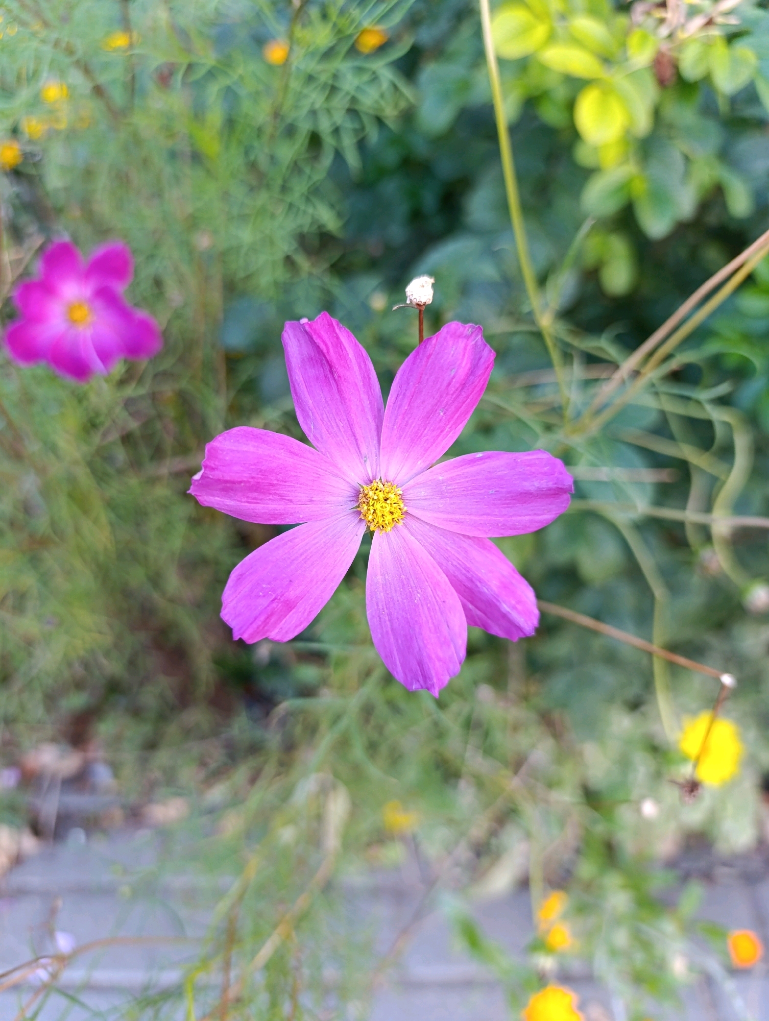 A vibrant pink cosmos flower is in sharp focus in the foreground, its delicate petals fanned out around a bright yellow center. To the left and slightly out of focus, another pink cosmos is visible. The background is a blur of green foliage and scattered yellow and orange wildflowers, suggesting a garden or park setting. The ground appears to be a mix of gravel and paving stones, consistent with an urban park pathway. The lighting indicates it is daytime, with soft shadows. The image does not provide specific location details for Moscow, Russia.