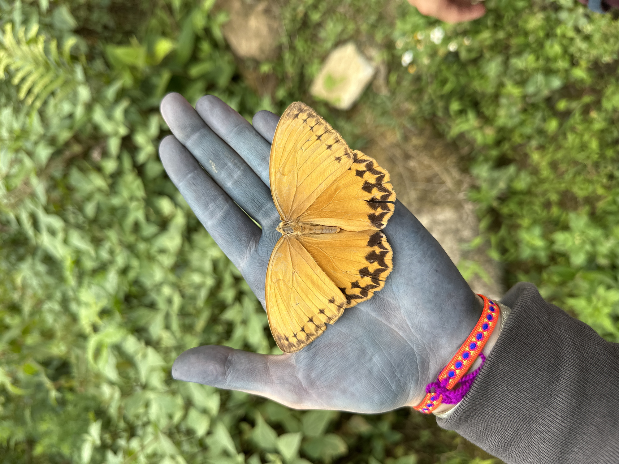 A butterfly rests on a blue-tinted hand. The butterfly has yellow wings with black markings along the edges. The hand has a colorful woven bracelet and is part of a person wearing a grey jacket. The background shows green vegetation. The location is Ban Ho, Vietnam.