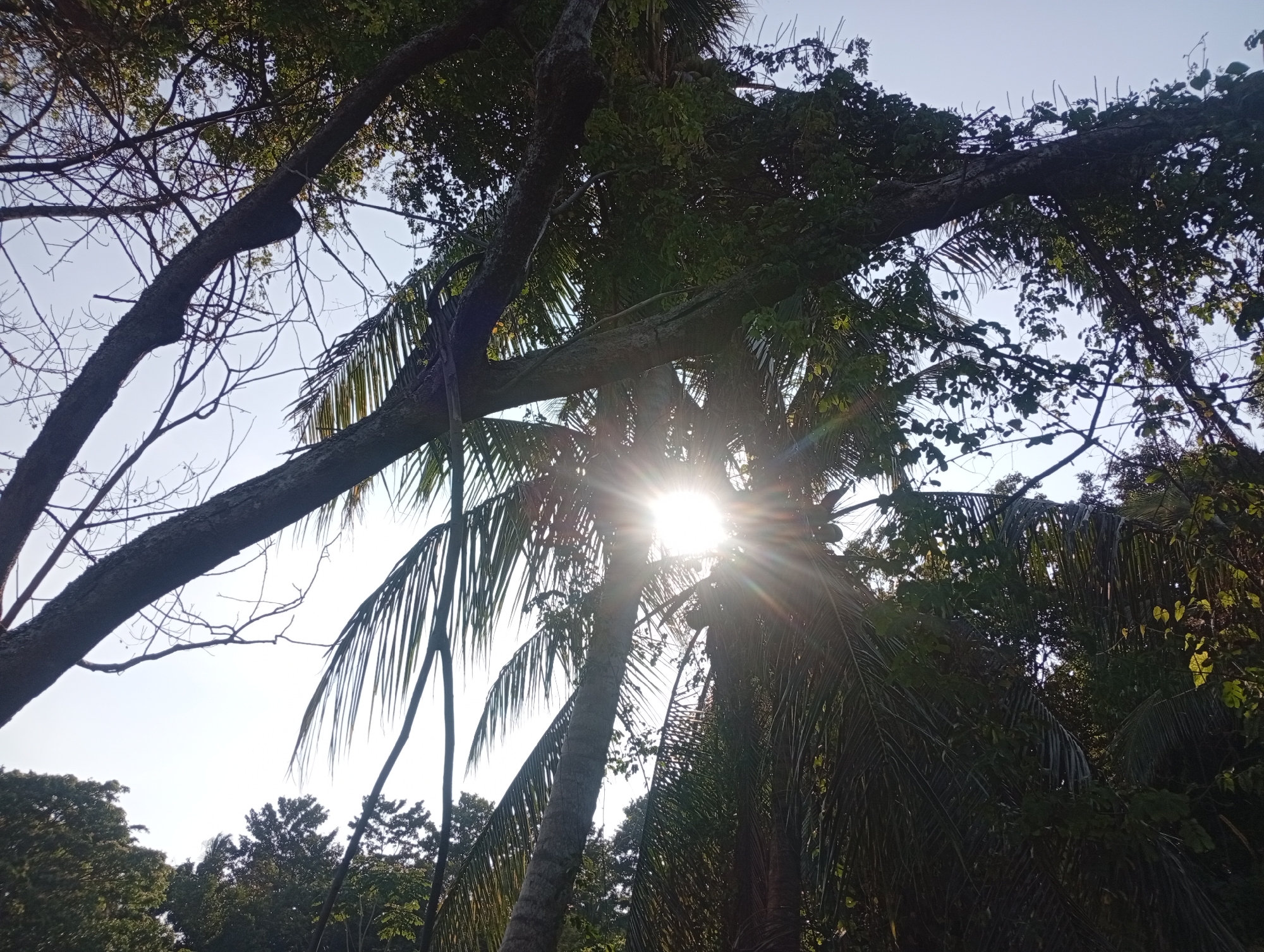 The image shows a view looking up through trees, including palm trees, towards a bright sky with the sun visible through the foliage. The location is likely Baan Wok Tum, Thailand. In the foreground are branches from trees with dark bark, and a mix of green leaves and palm fronds. The bright sunlight creates a starburst effect in the center of the image. The overall environment appears to be a tropical, heavily wooded area.