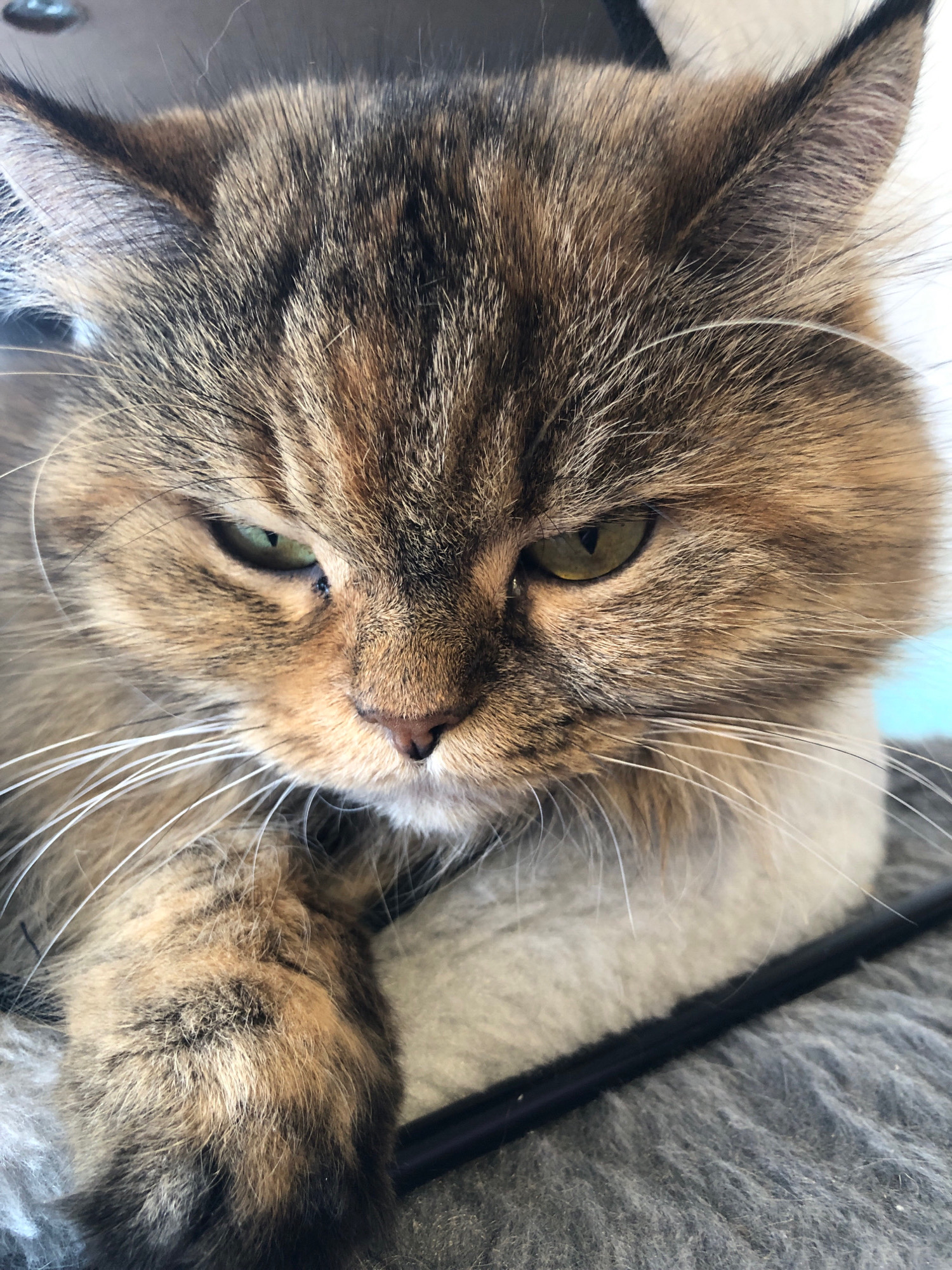 The image shows a close-up of a cat's face. The cat has tabby markings with shades of brown, black, and orange. Its eyes are green and appear to be narrowed, giving it a stern or grumpy expression. Long white whiskers extend from its muzzle. The cat is resting on a textured gray surface, possibly a rug or blanket. A dark object, possibly a pen or stick, runs horizontally across the lower part of the image. The background is slightly blurred, with hints of a light blue area and a darker, reflective surface. The image is cropped closely on the cat, highlighting its facial features. There is no discernible information about the location in Vsevolozhsk, Russia.