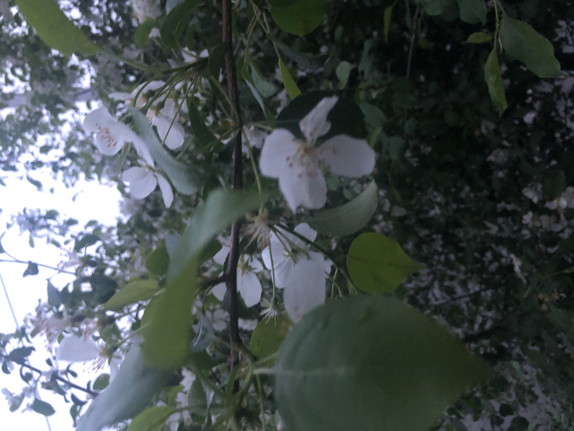 The image shows a close-up of white blossoms on a tree branch, likely taken in an outdoor setting. Green leaves are visible, partially obscuring some of the flowers. The location is the city of Unknown, Unknown, although no specific details in the image confirm this. The image shows a branch full of flowers and leaves.