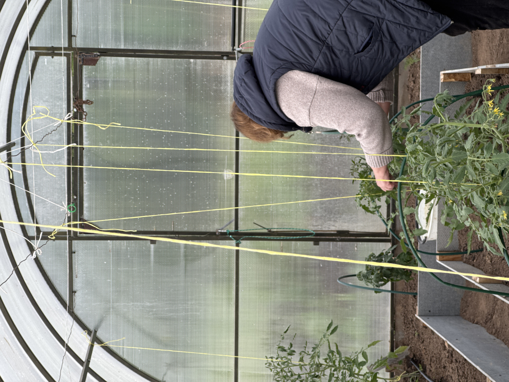 An indoor, eye-level shot, rotated ninety degrees clockwise, shows a person tending to tomato plants inside a greenhouse in Ol'khovo, Russia. The individual, seen from the back and side, wears a dark blue puffer vest over a light brown long-sleeved top. They are bent over, with their right hand positioned near the base of a green tomato plant, suggesting an activity like pruning, tying, or inspecting the plant. The plants, some featuring small yellow flowers, are growing in soil within what appears to be raised beds or borders, constructed with grey panels and wooden elements.
The greenhouse structure is prominent, featuring an arched roof and walls made of translucent, corrugated polycarbonate panels, supported by a metal framework. Various yellow and white strings or twine are stretched horizontally and vertically across the space, likely serving as support for the growing plants. Green plant supports or hoops are also visible around some of the plants. Through the translucent panels, blurred green foliage is discernible in the background, indicating an outdoor setting. A metal latch and chain are visible on a frame section in the upper left portion of the image. The lighting suggests daytime, possibly overcast, with no strong shadows. No visible text is present in the image.