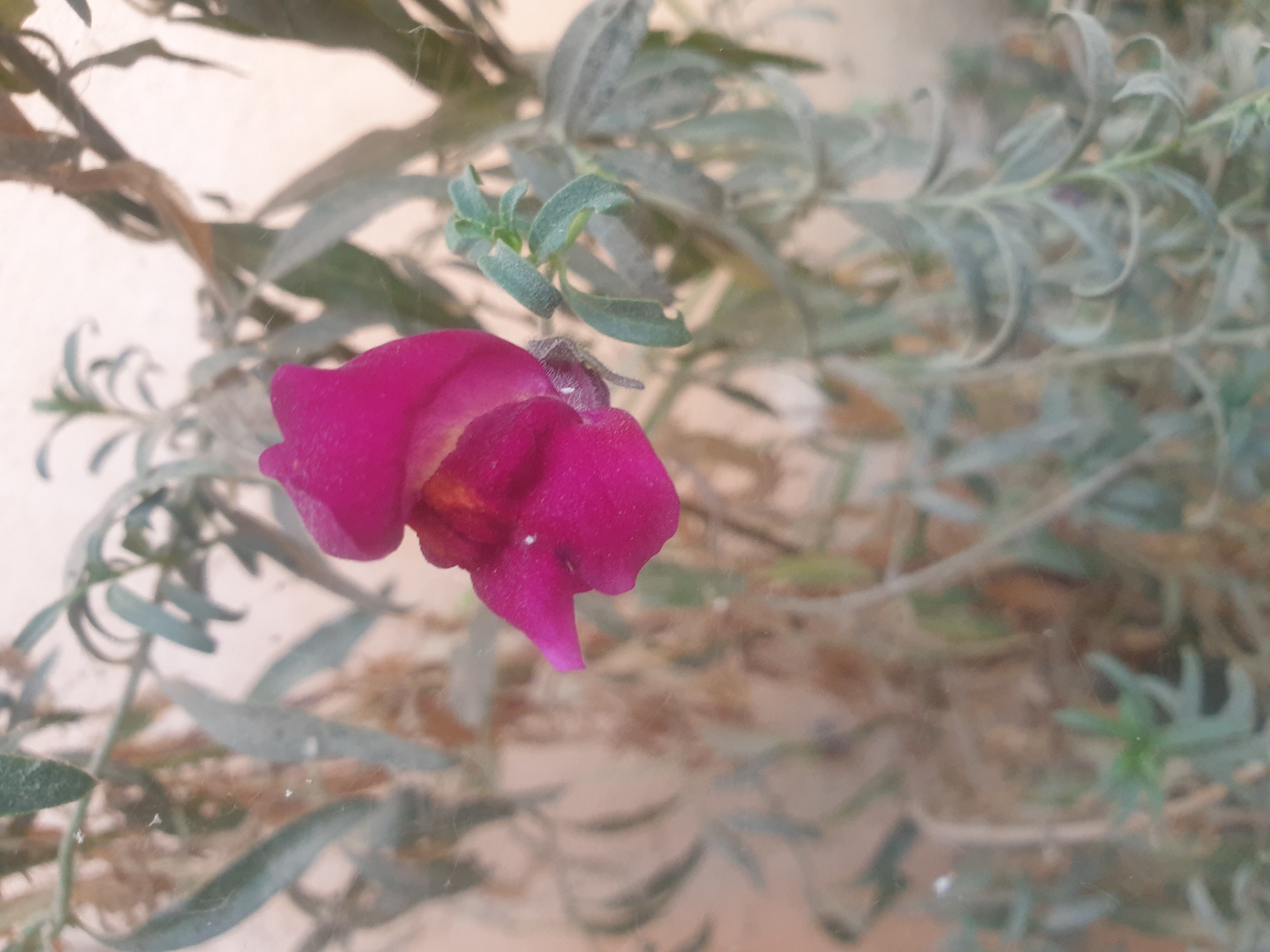 A close-up, slightly blurry, vertical shot focuses on a vibrant fuchsia snapdragon flower in bloom, positioned slightly left of the center. The flower, with its distinct two-lipped shape, is partially obscuring a background of muted green and tan foliage, with the overall scene suggesting an outdoor environment. Dust particles are visible on the glass or surface the photo was taken through, creating a slightly hazy effect over the entire image. The location in Sharg'un, Uzbekistan, is not visually discernible from the provided image alone.